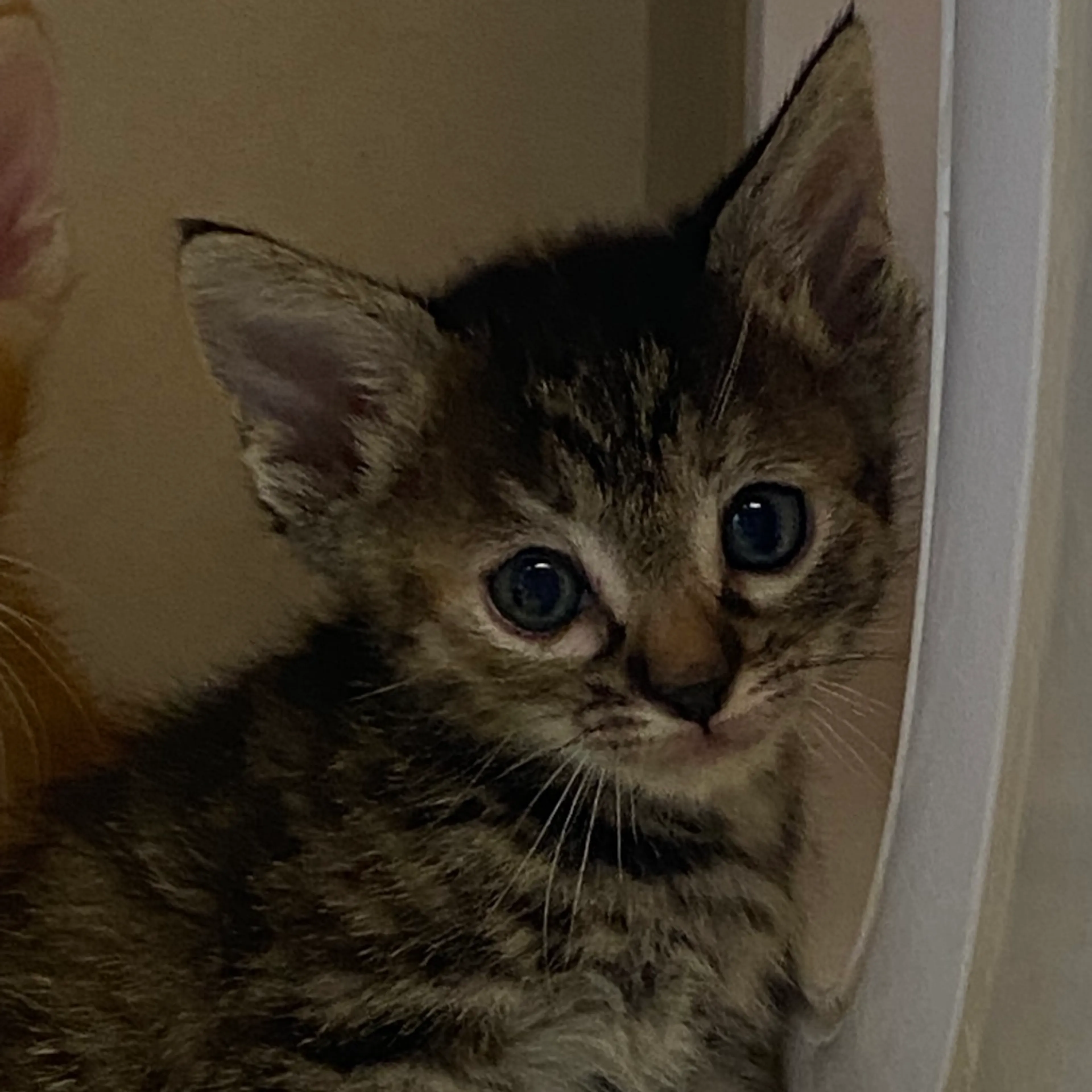 Found pet-1