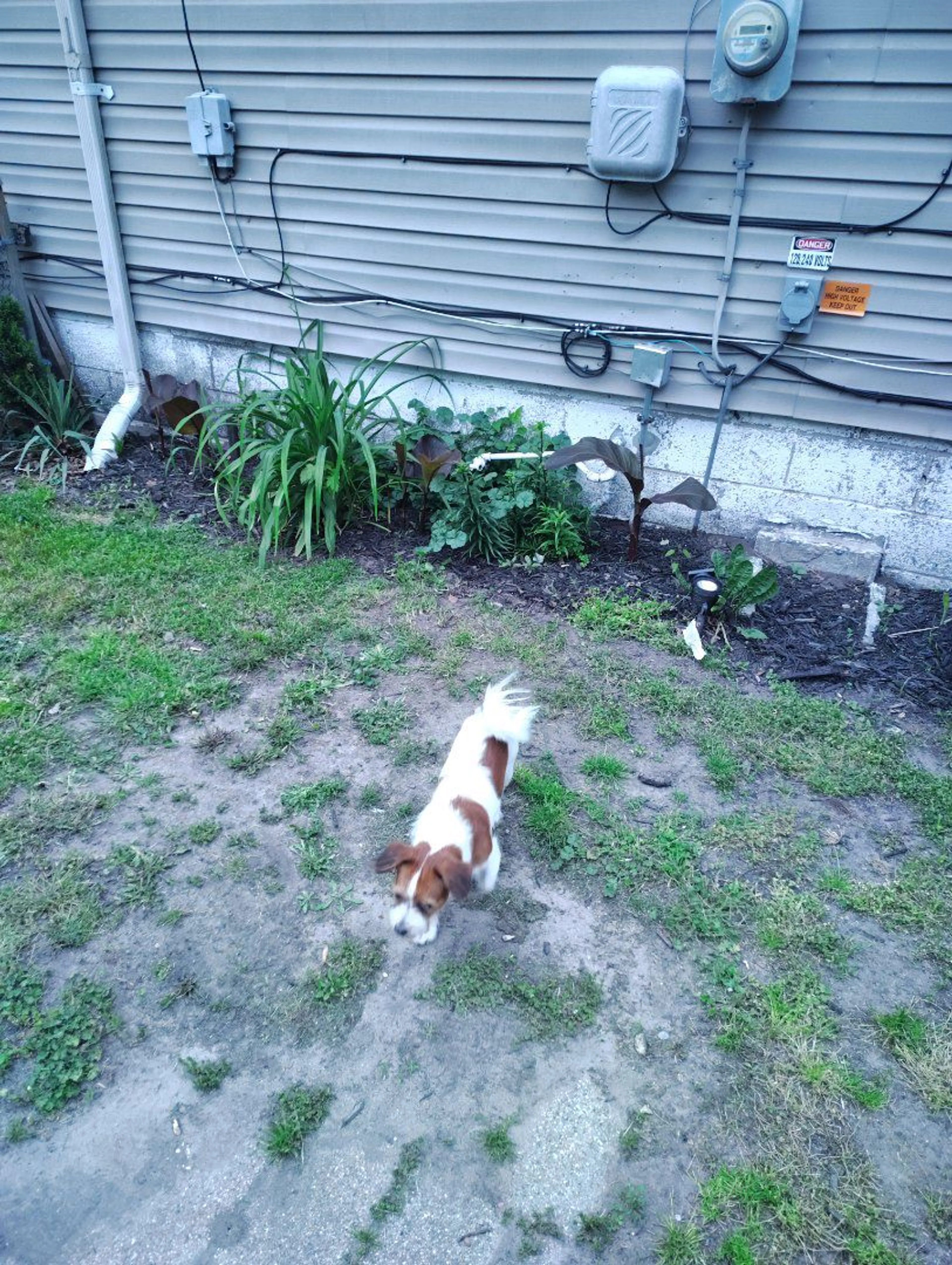 Lost pet