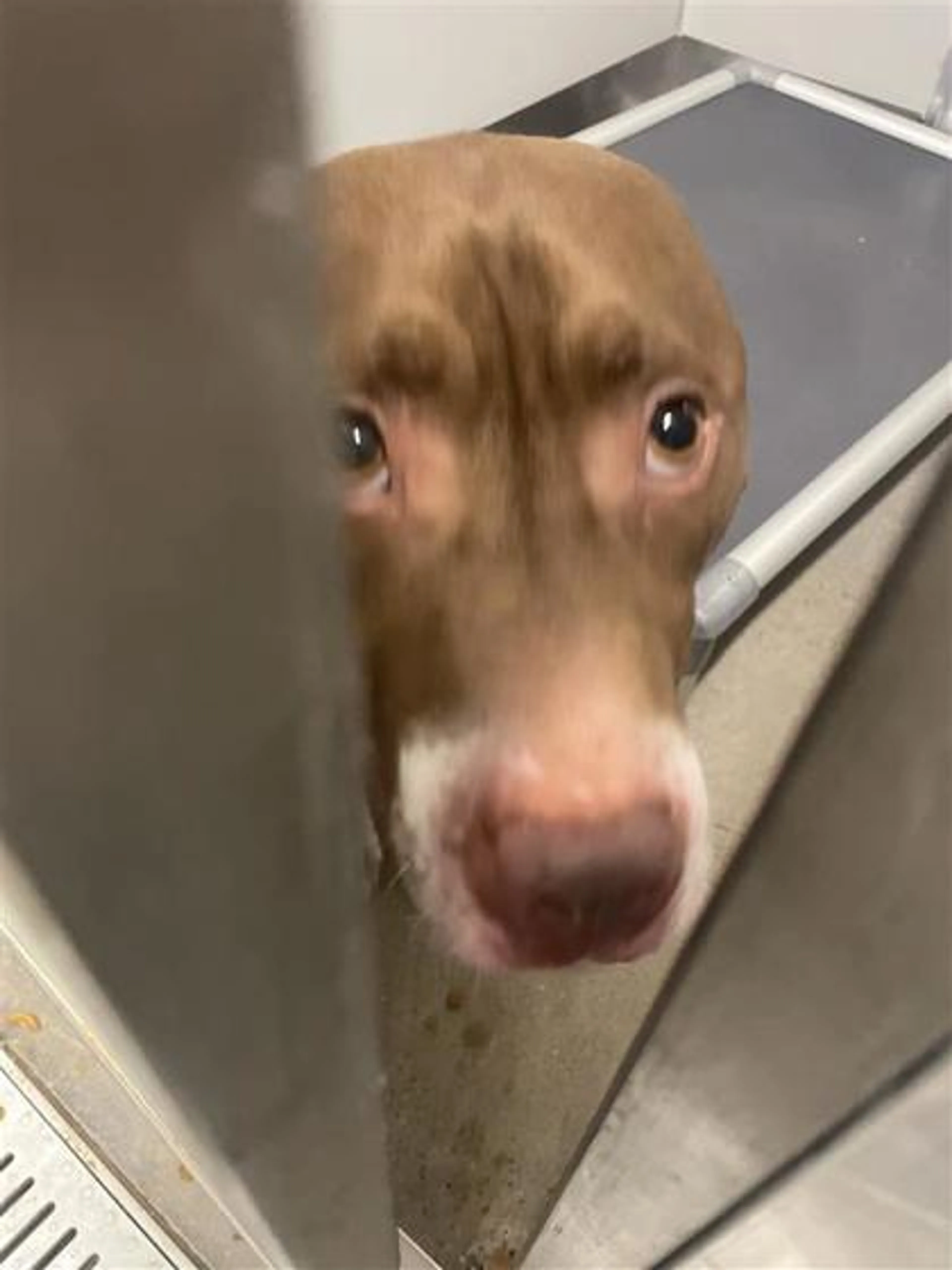 Found pet