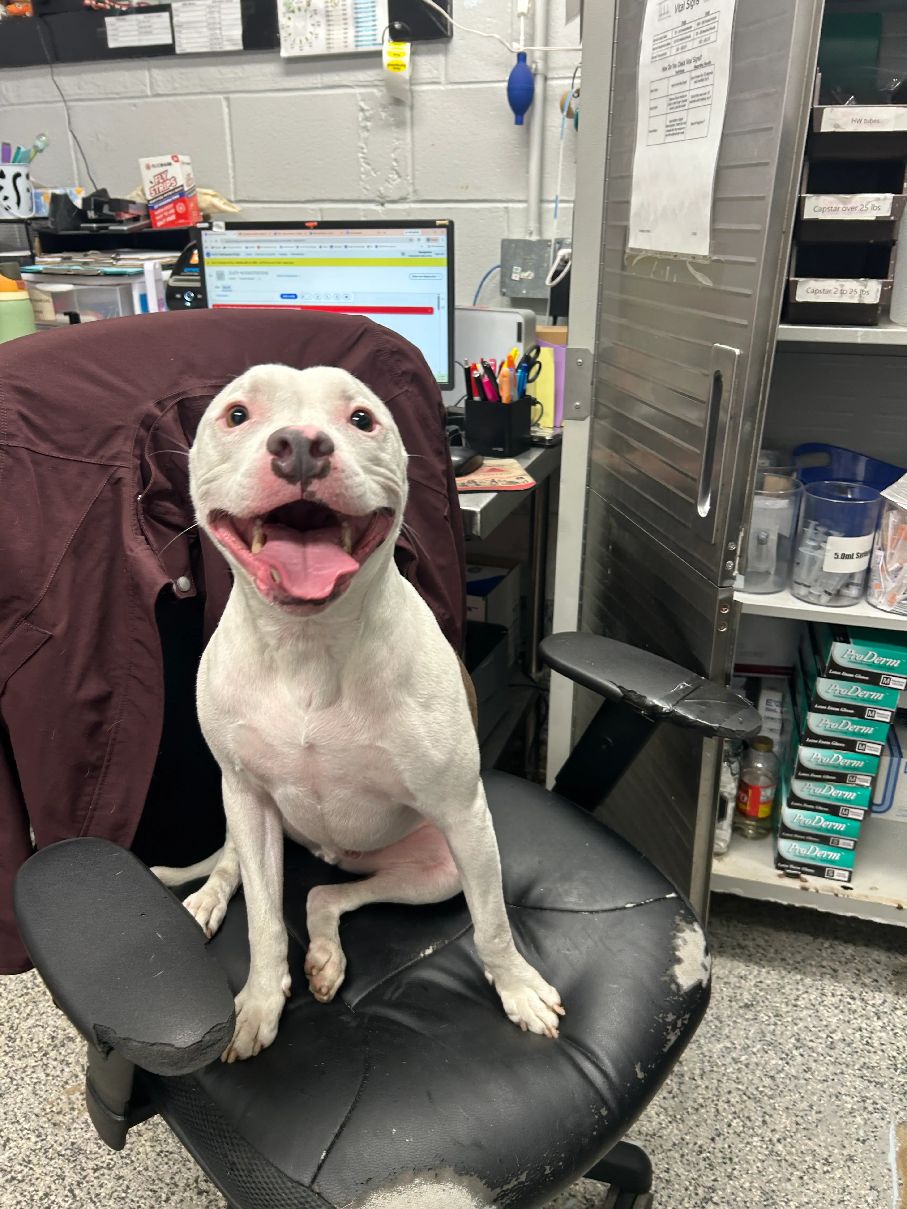 Found pet