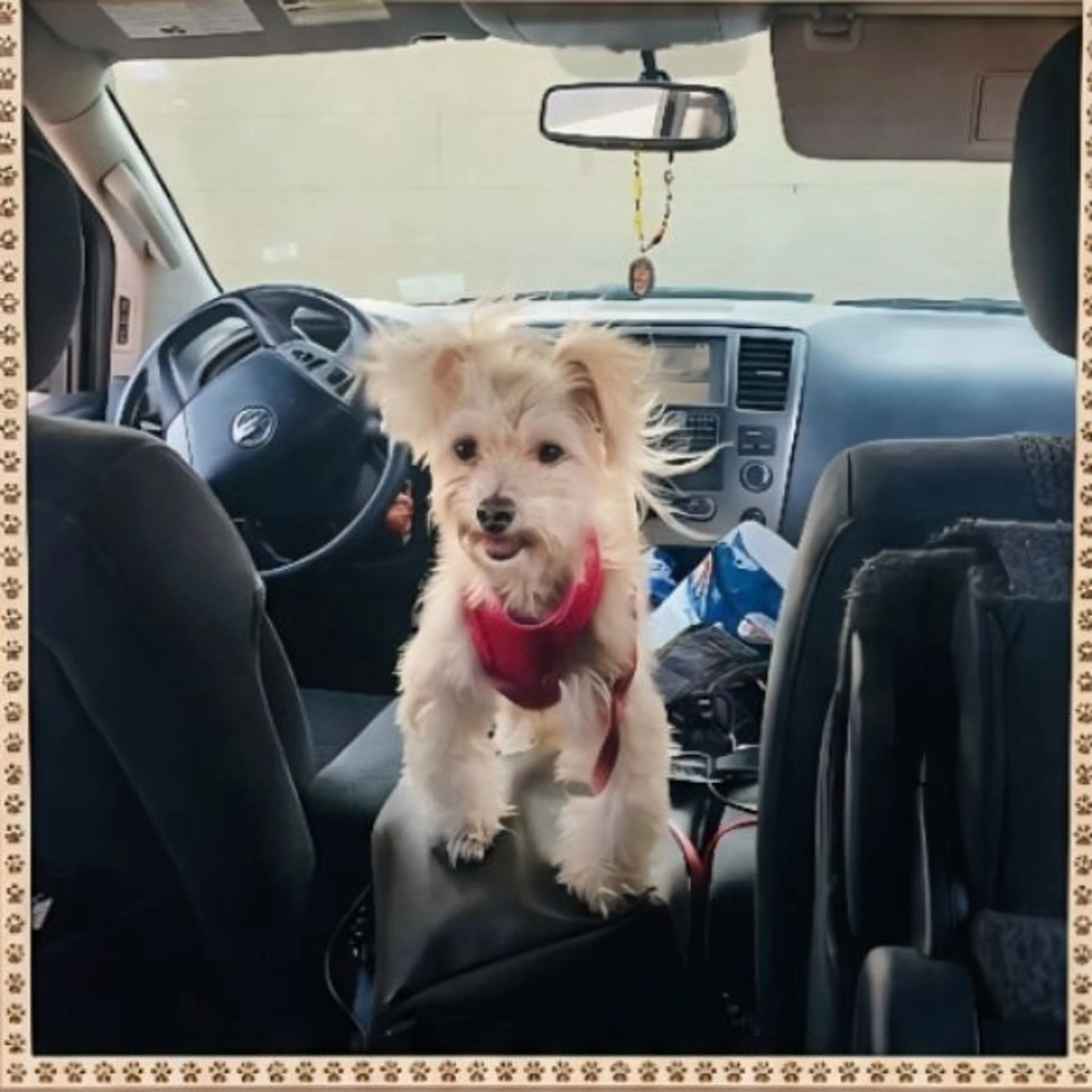 Lost pet