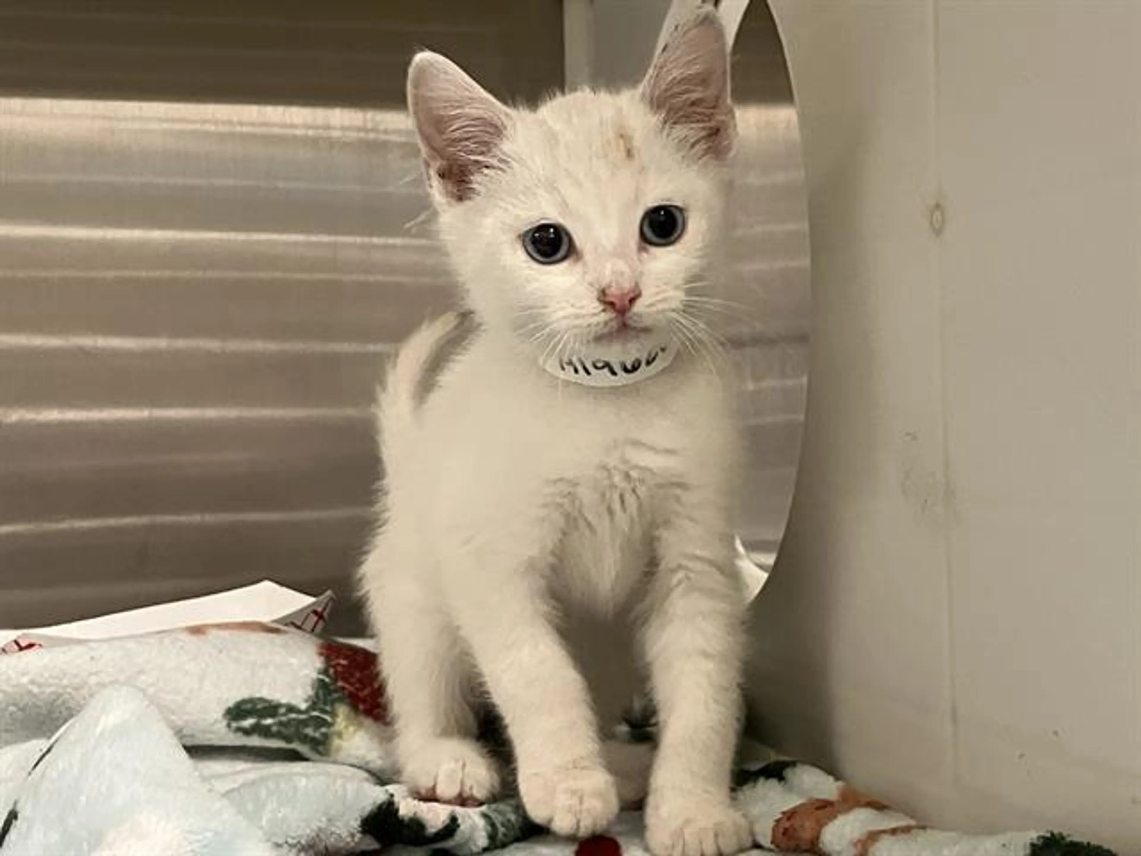 Found pet