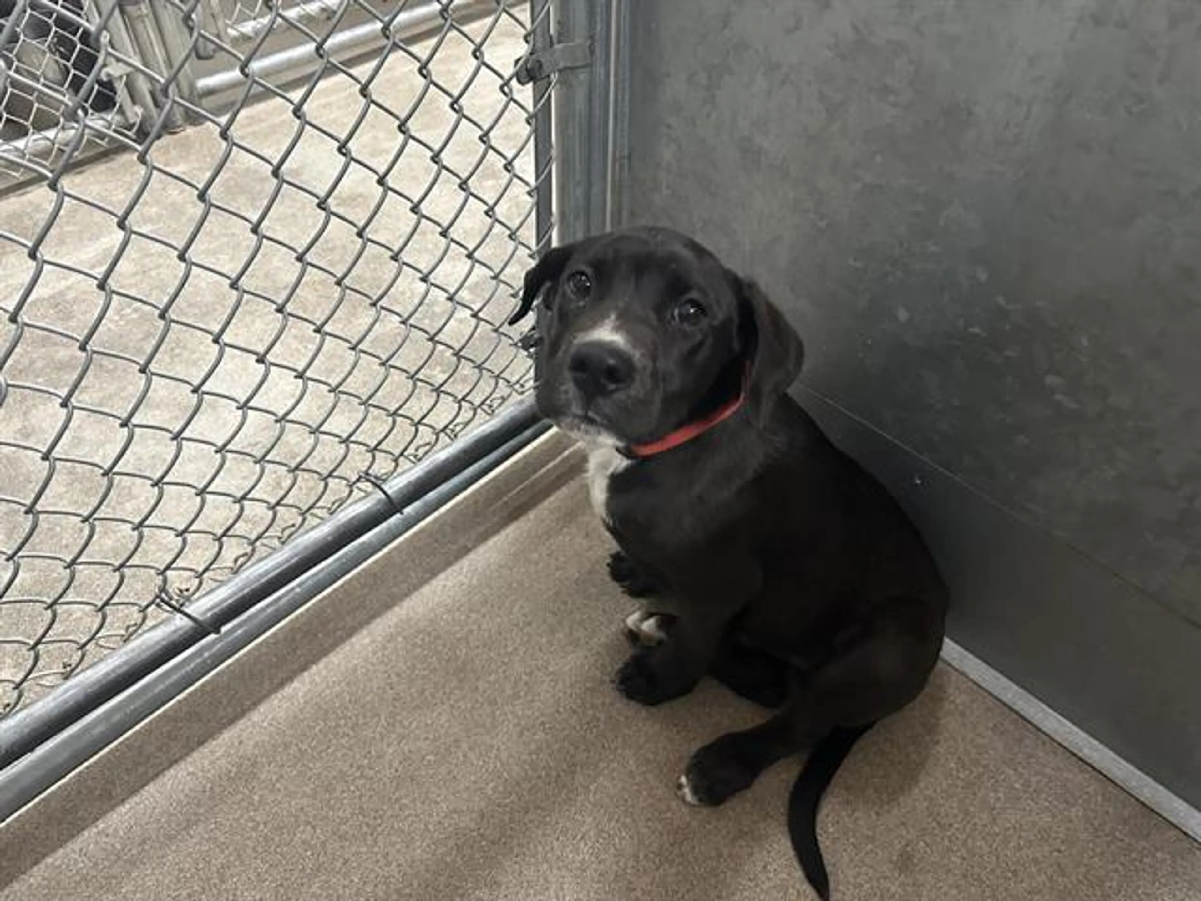 Found pet