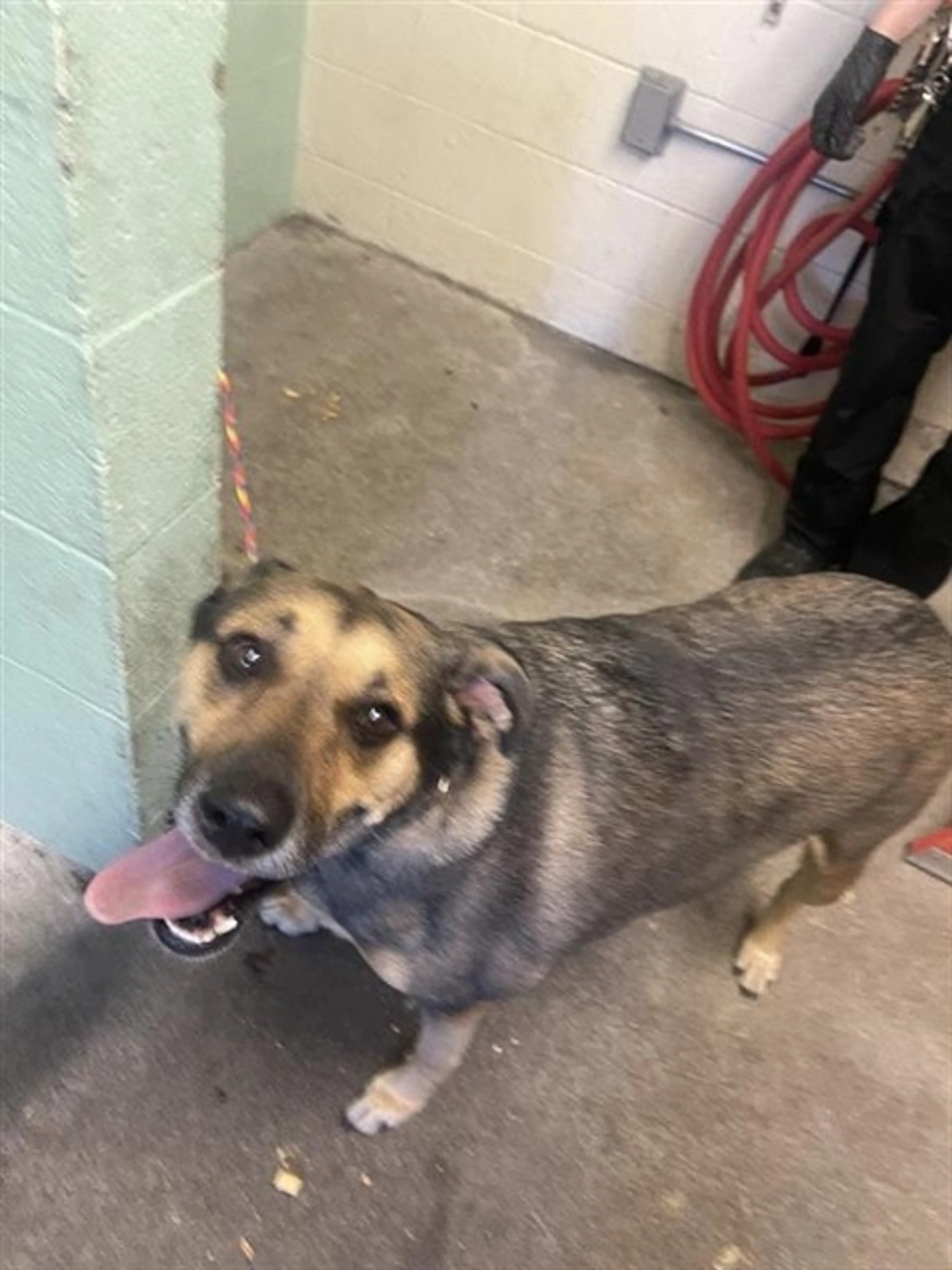 Found pet