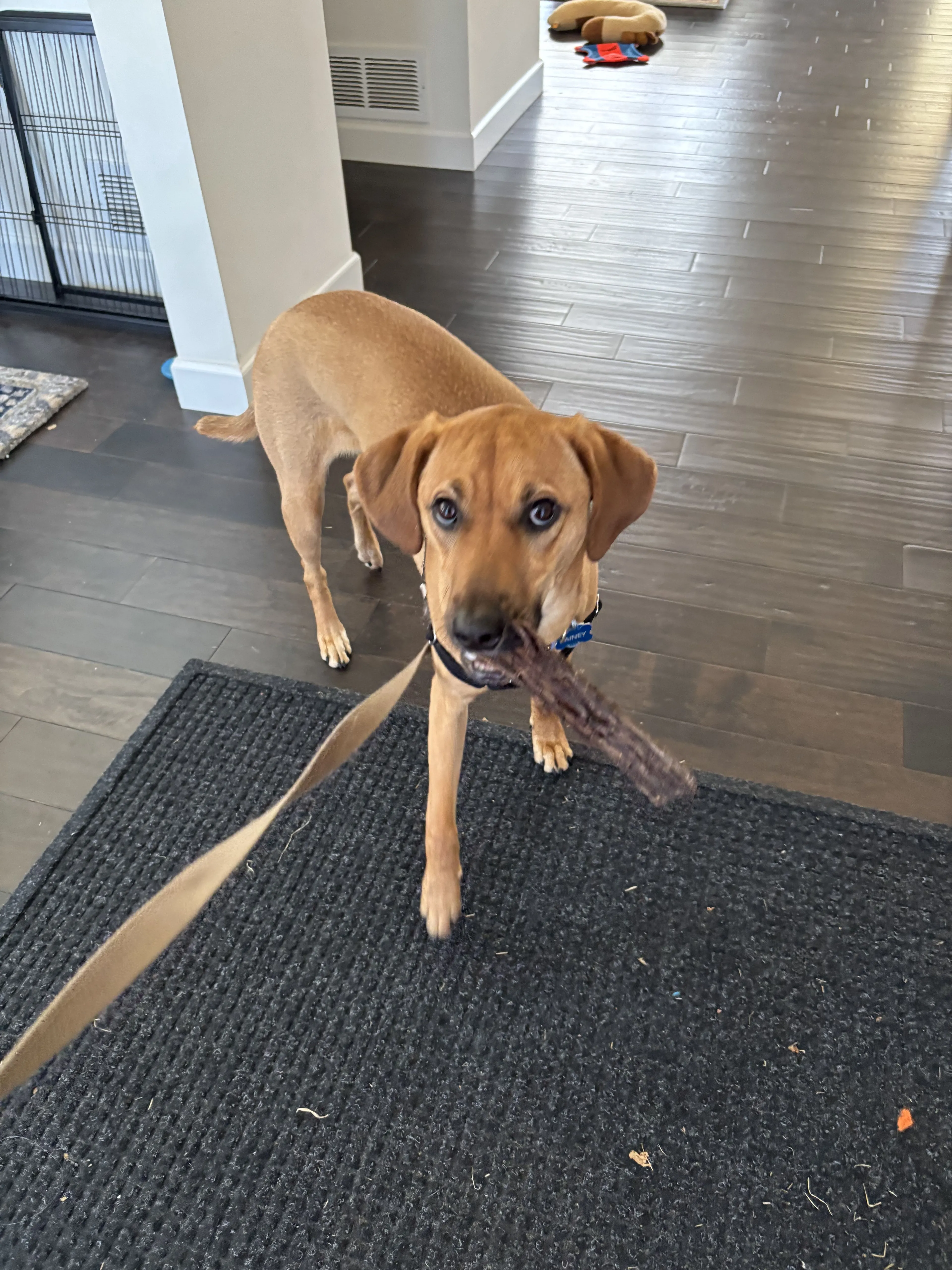 Lost pet