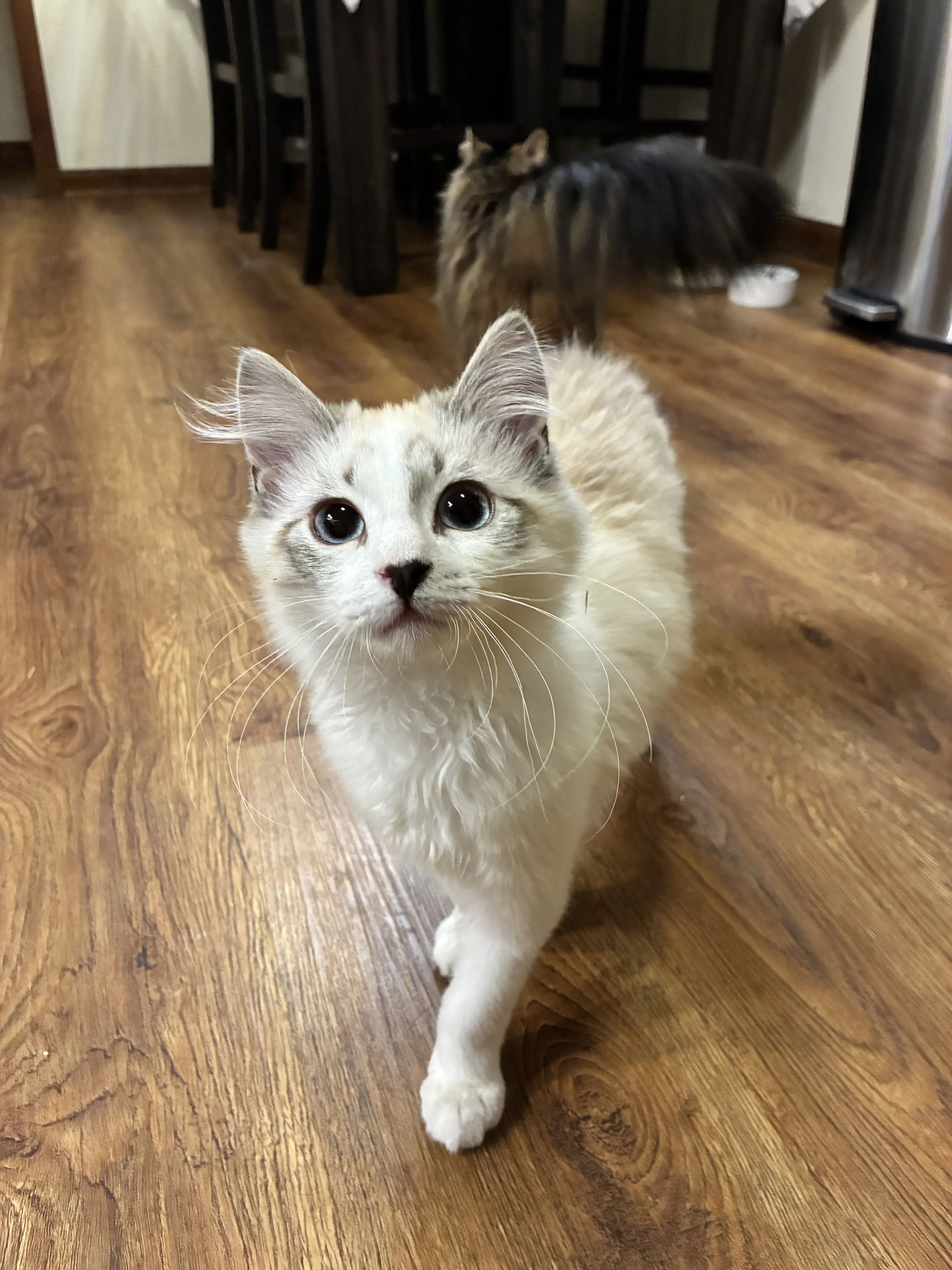 Lost pet