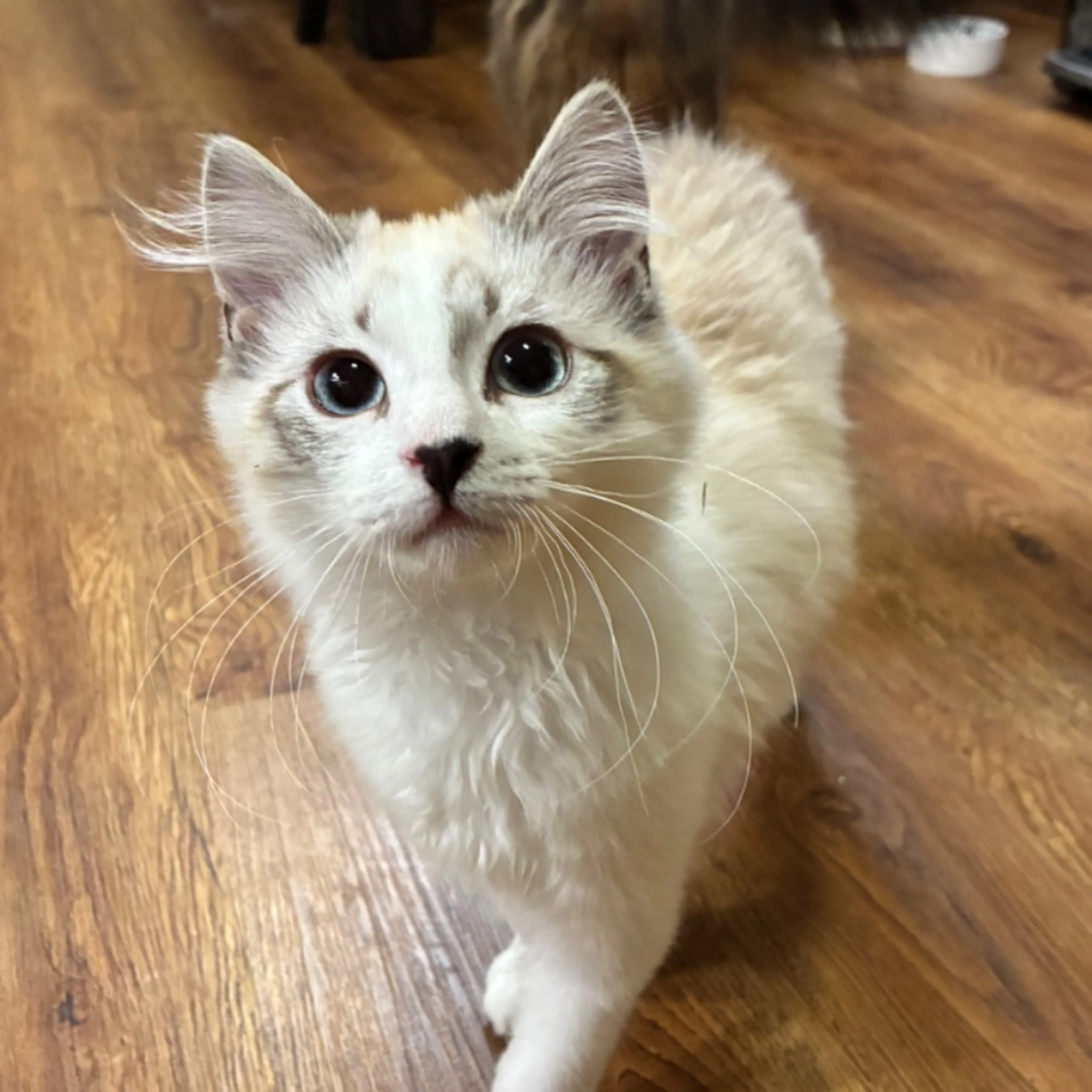 Lost pet