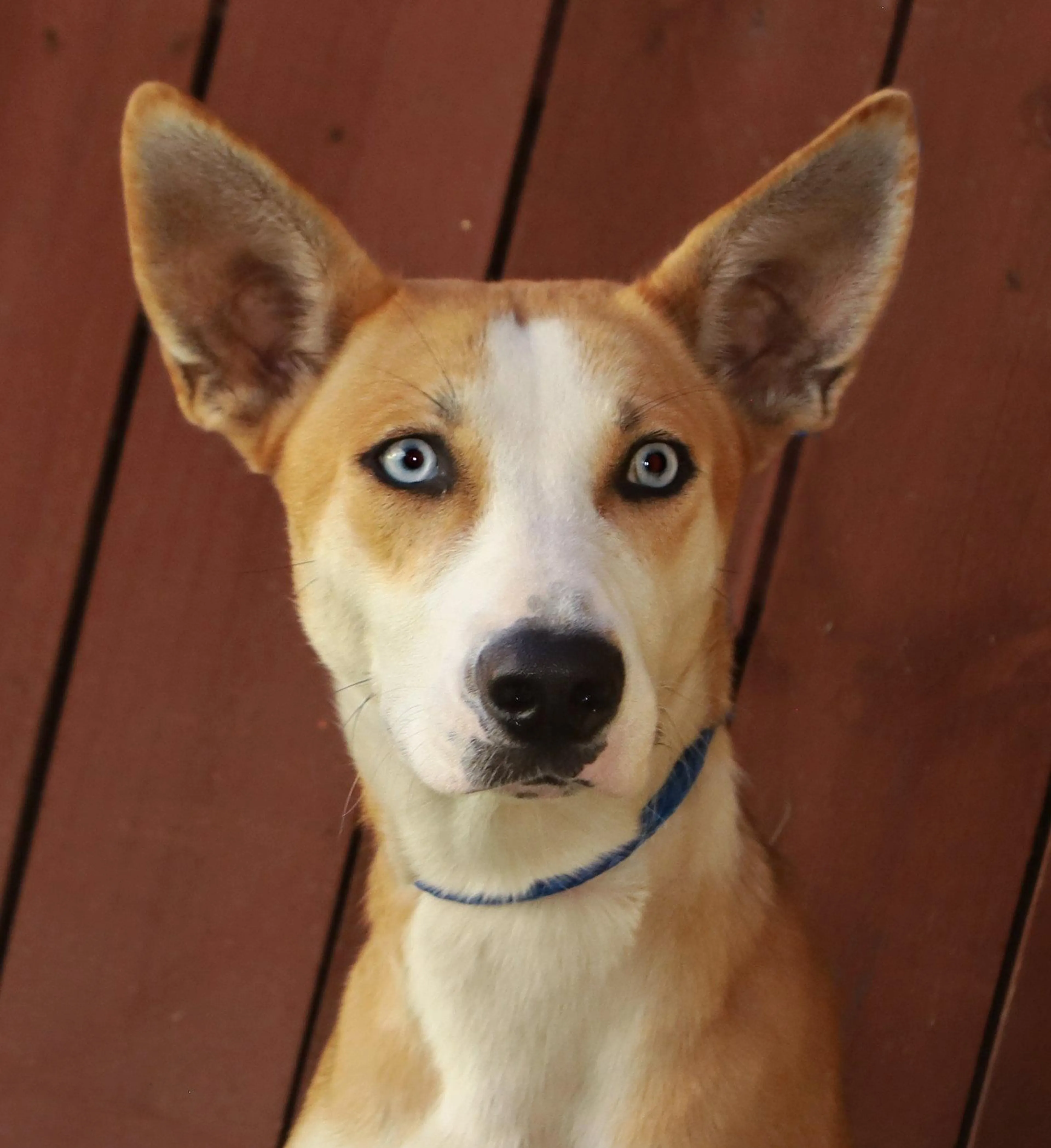 Found pet-2