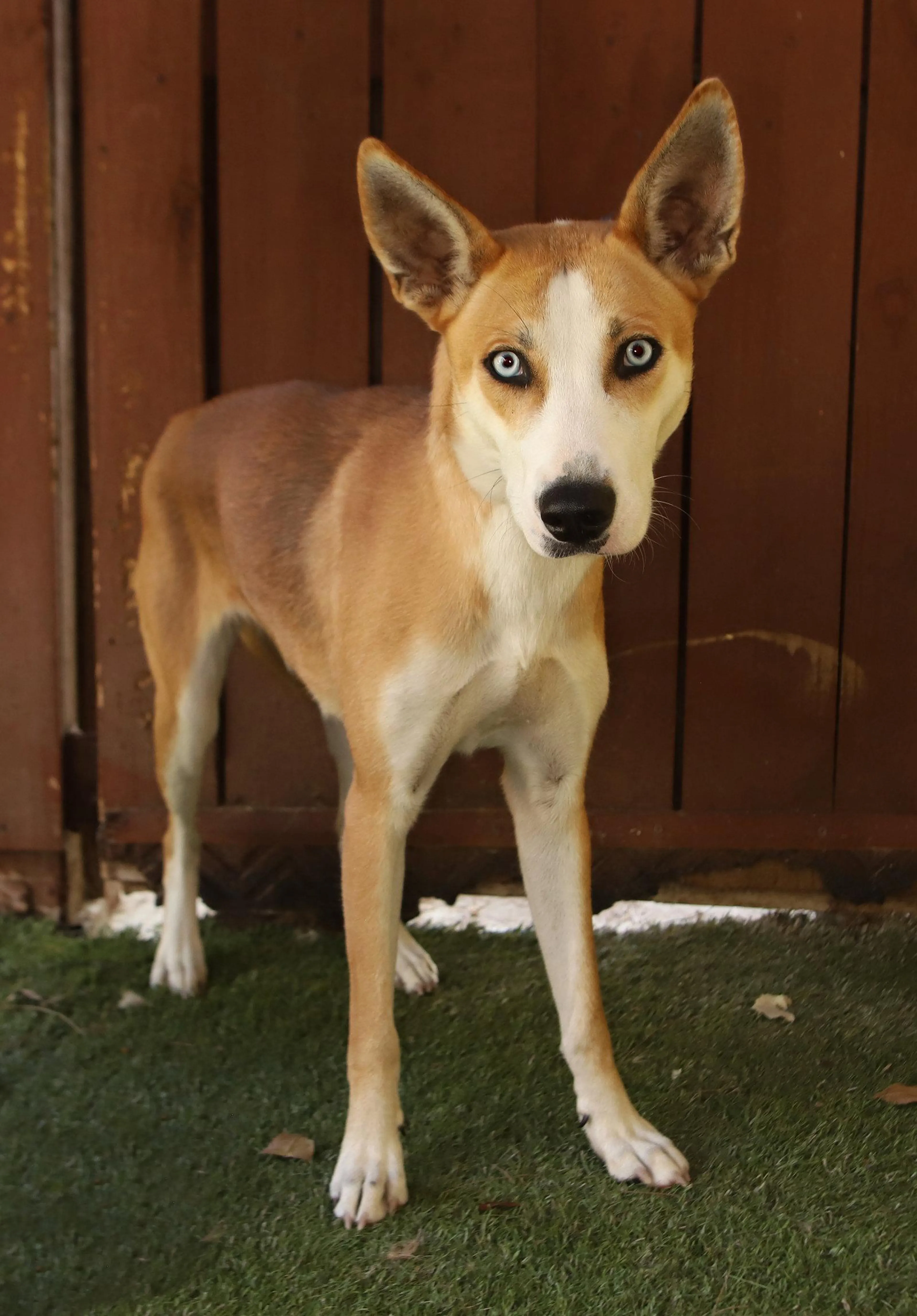 Found pet-1