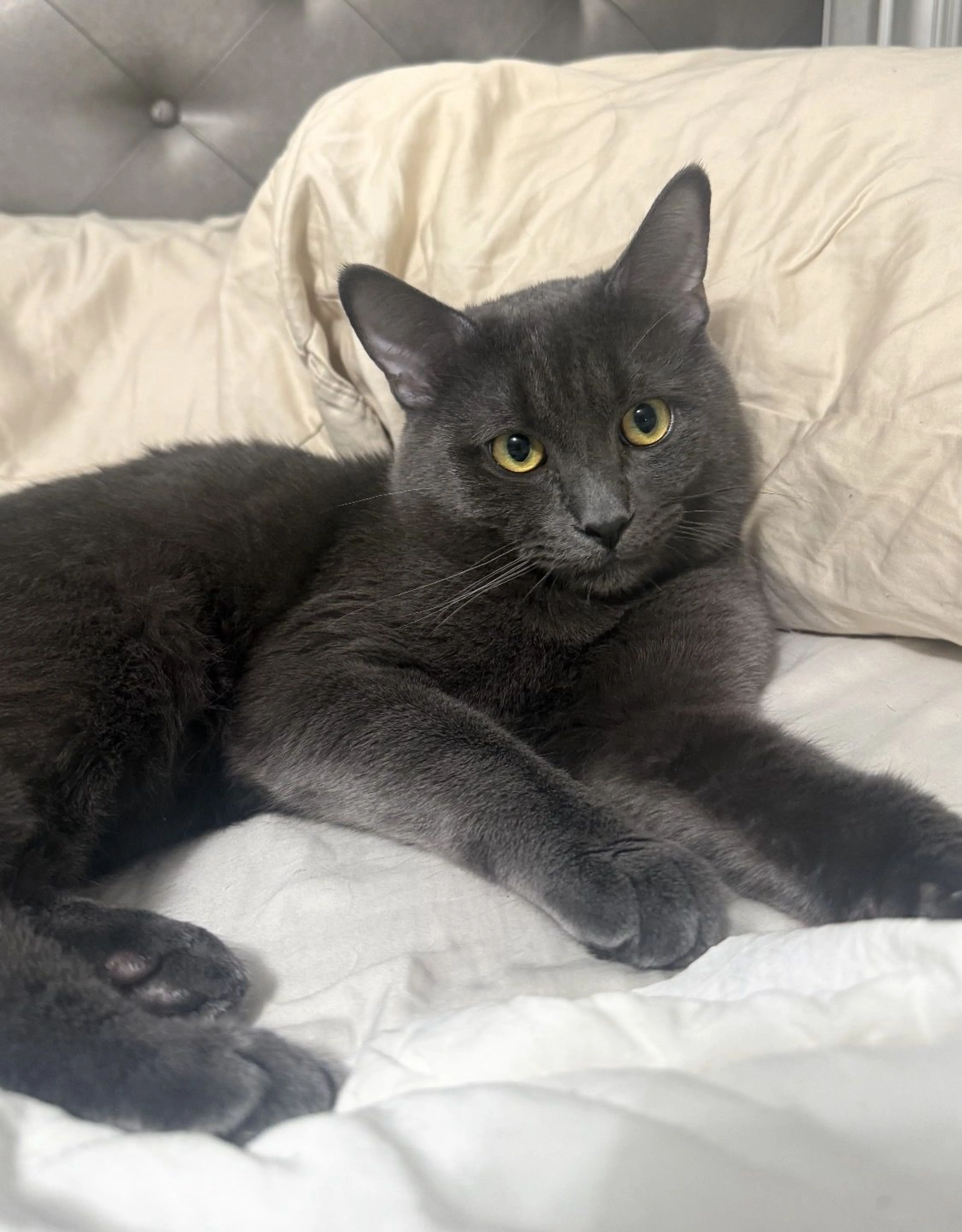 Lost pet