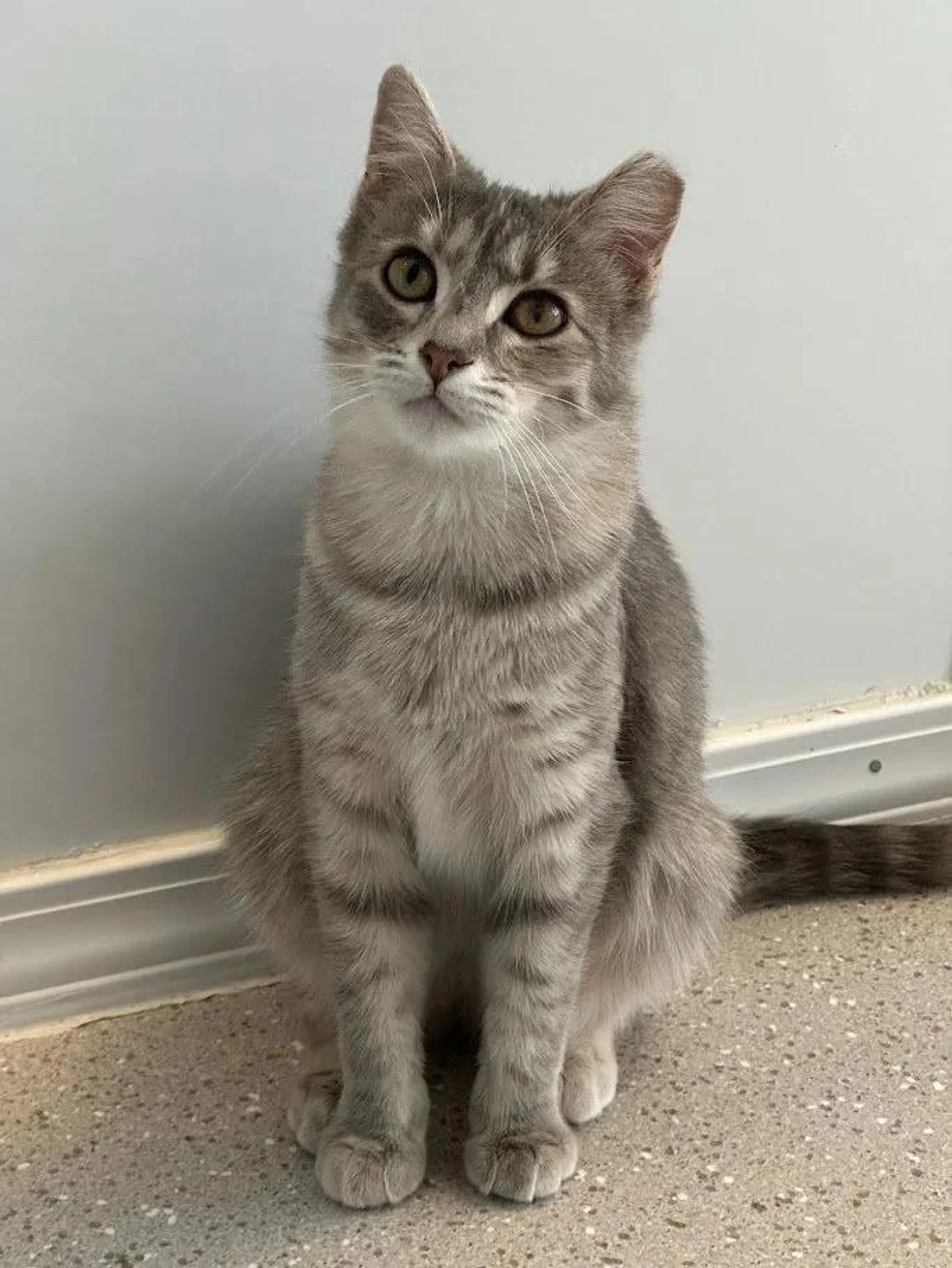 Found pet-3