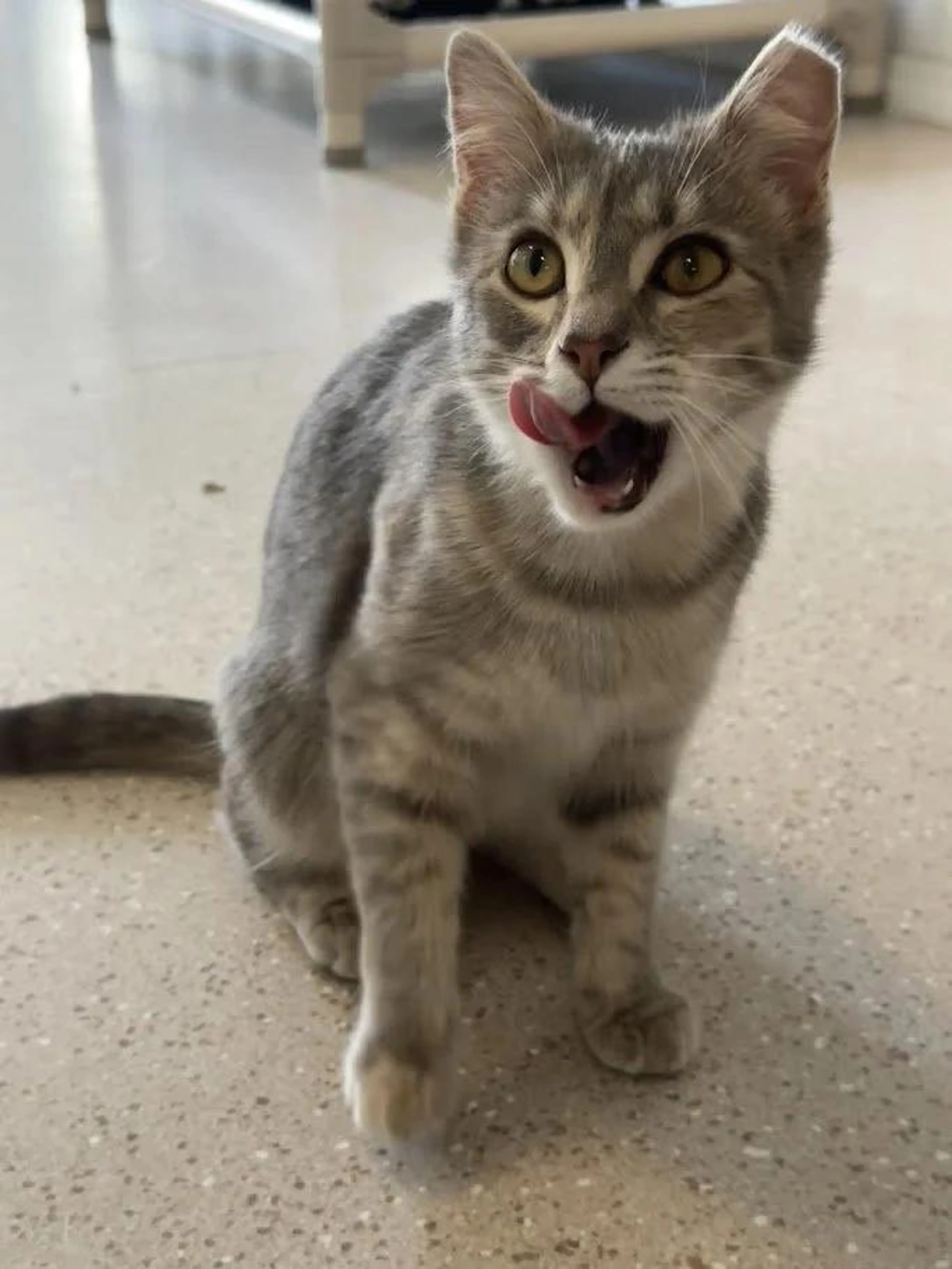 Found pet-2