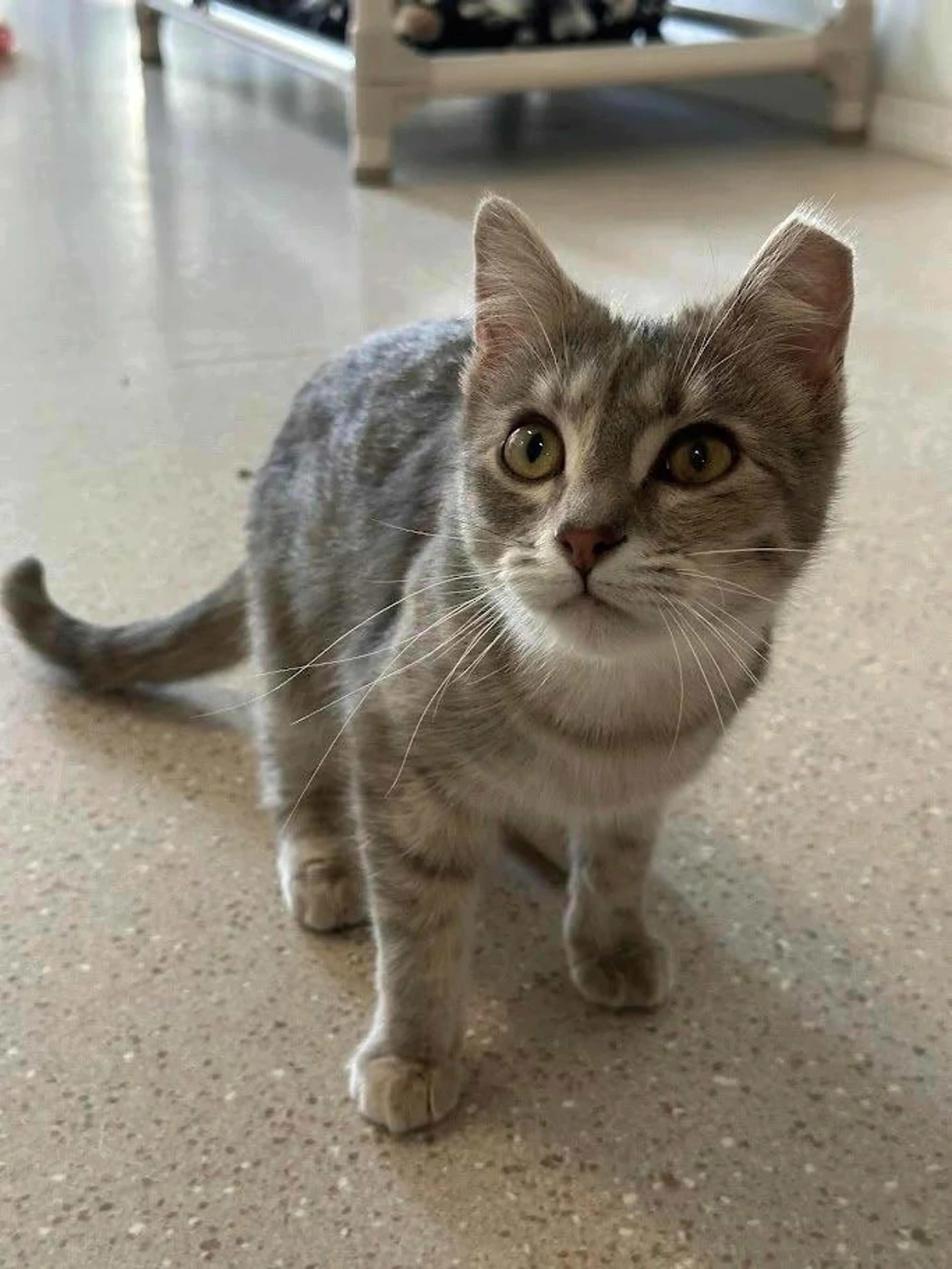 Found pet-0