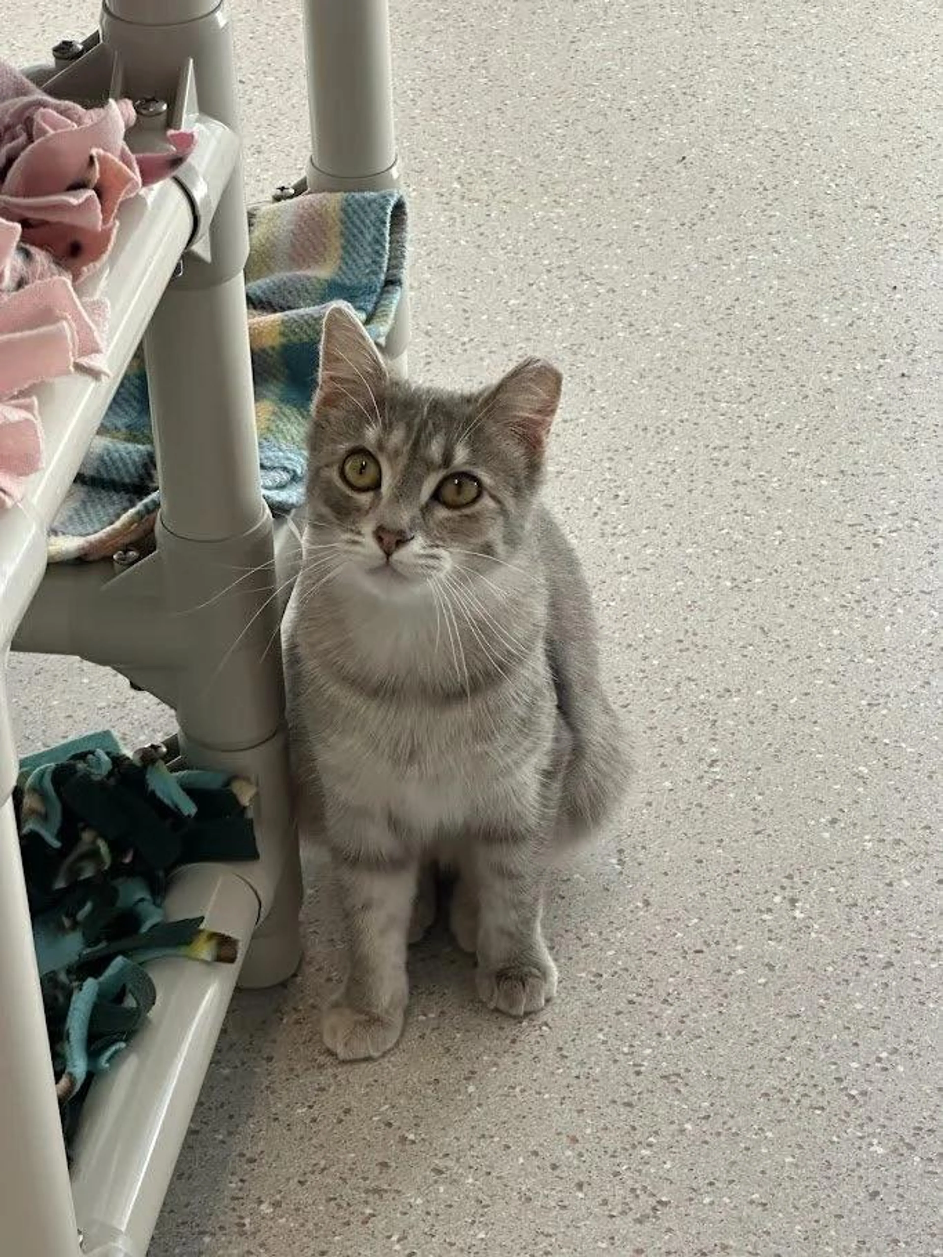Found pet-1