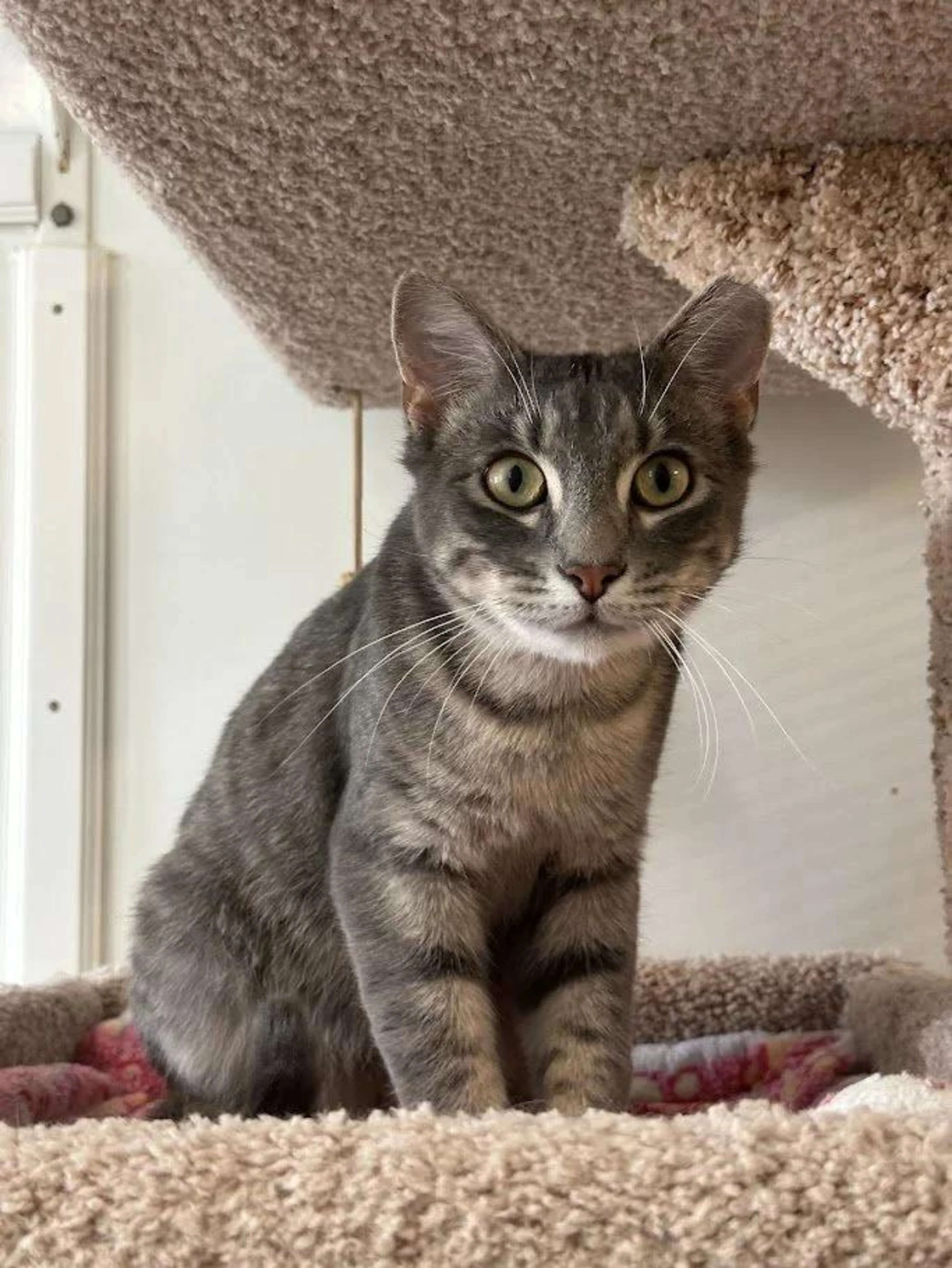 Found pet-1
