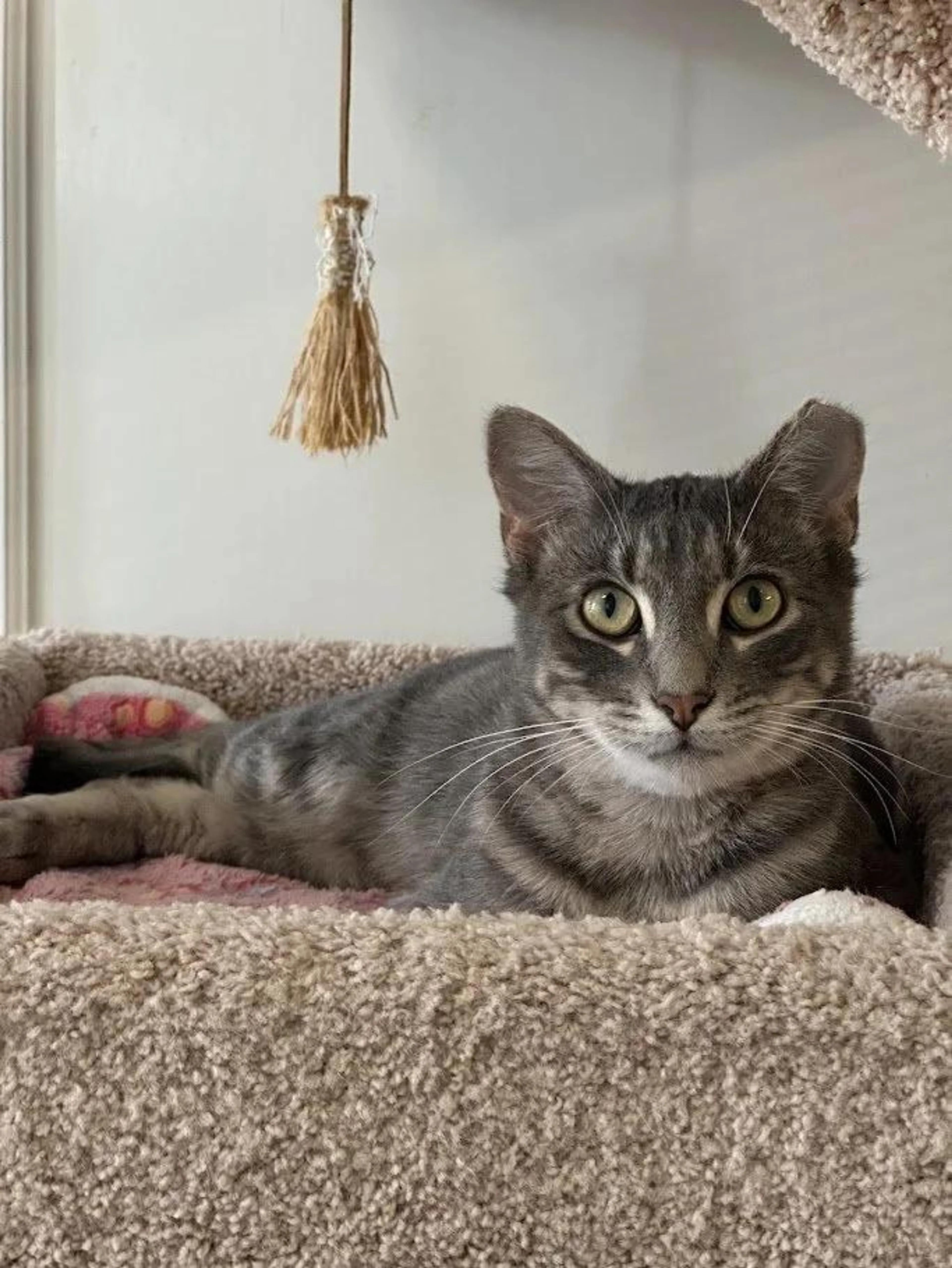 Found pet-2