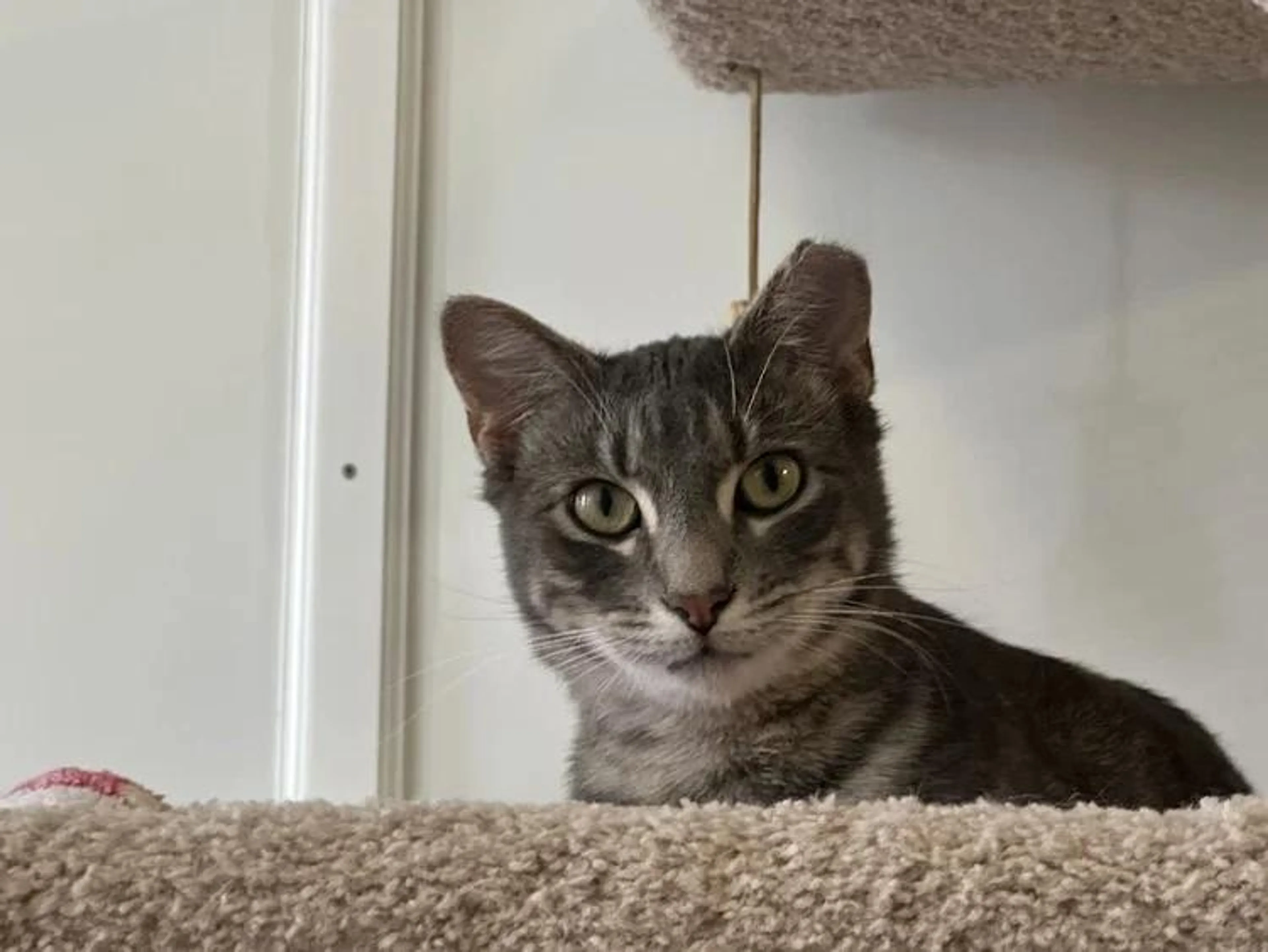 Found pet-4