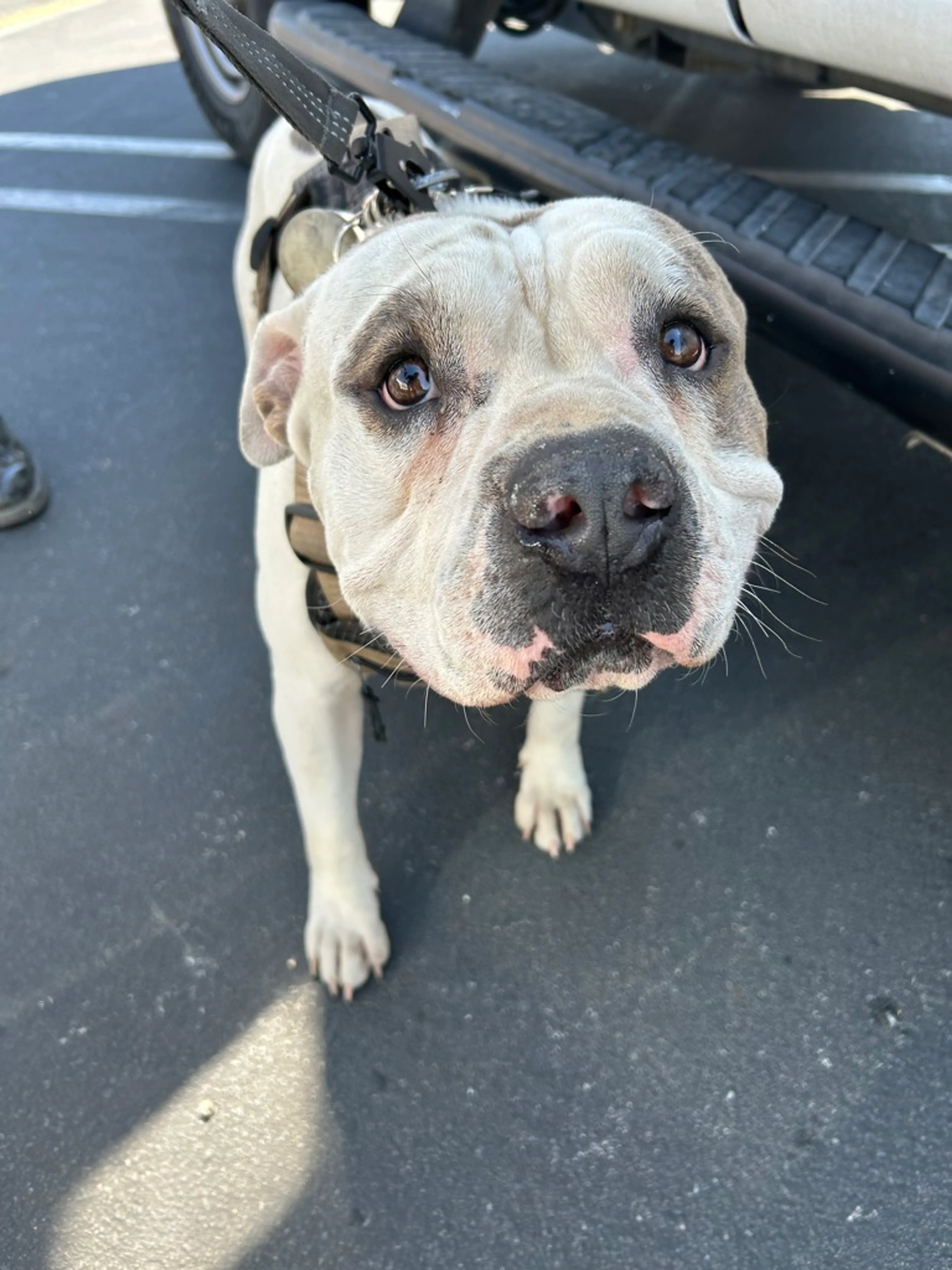 Found pet