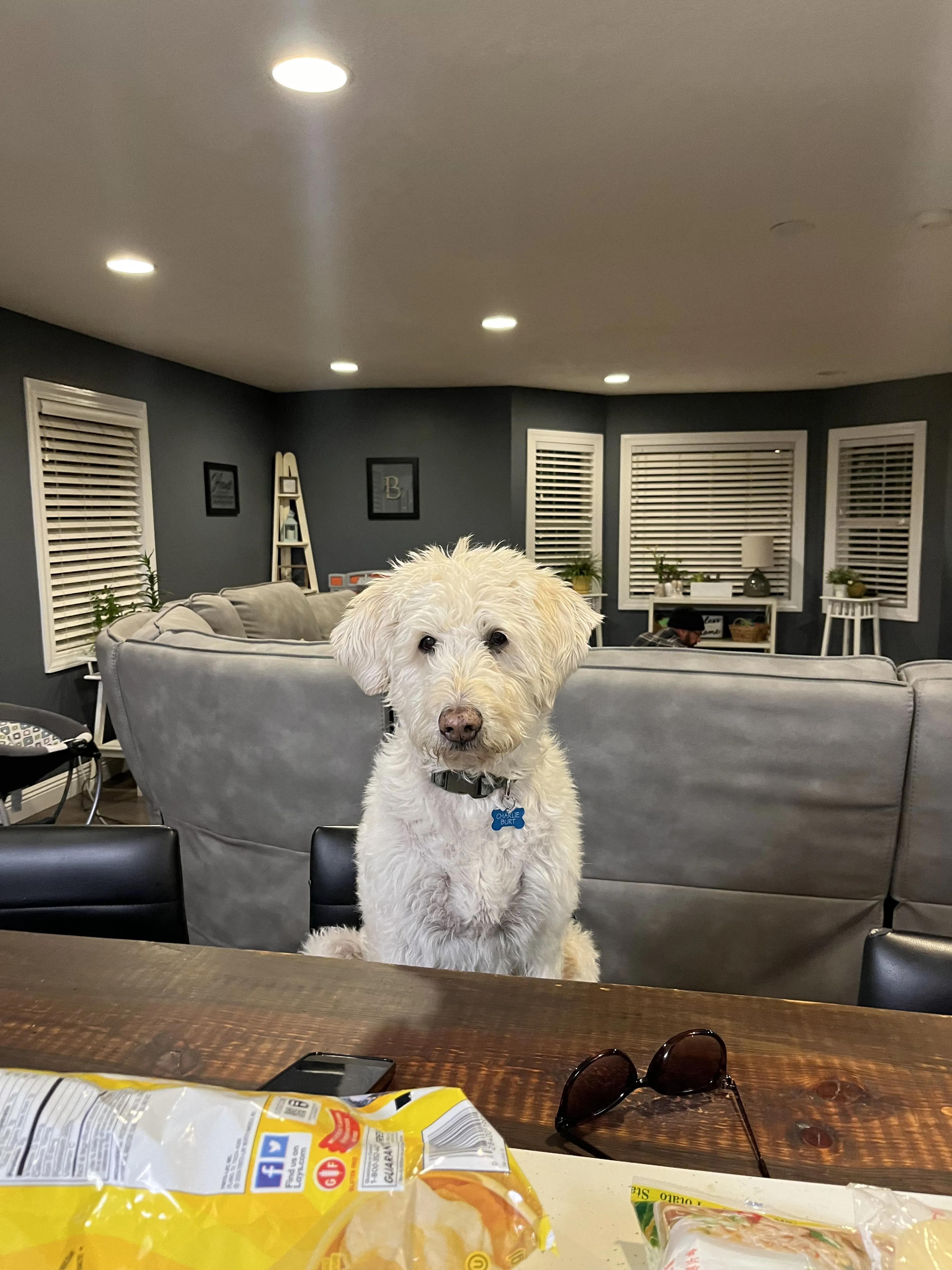 Lost pet-2