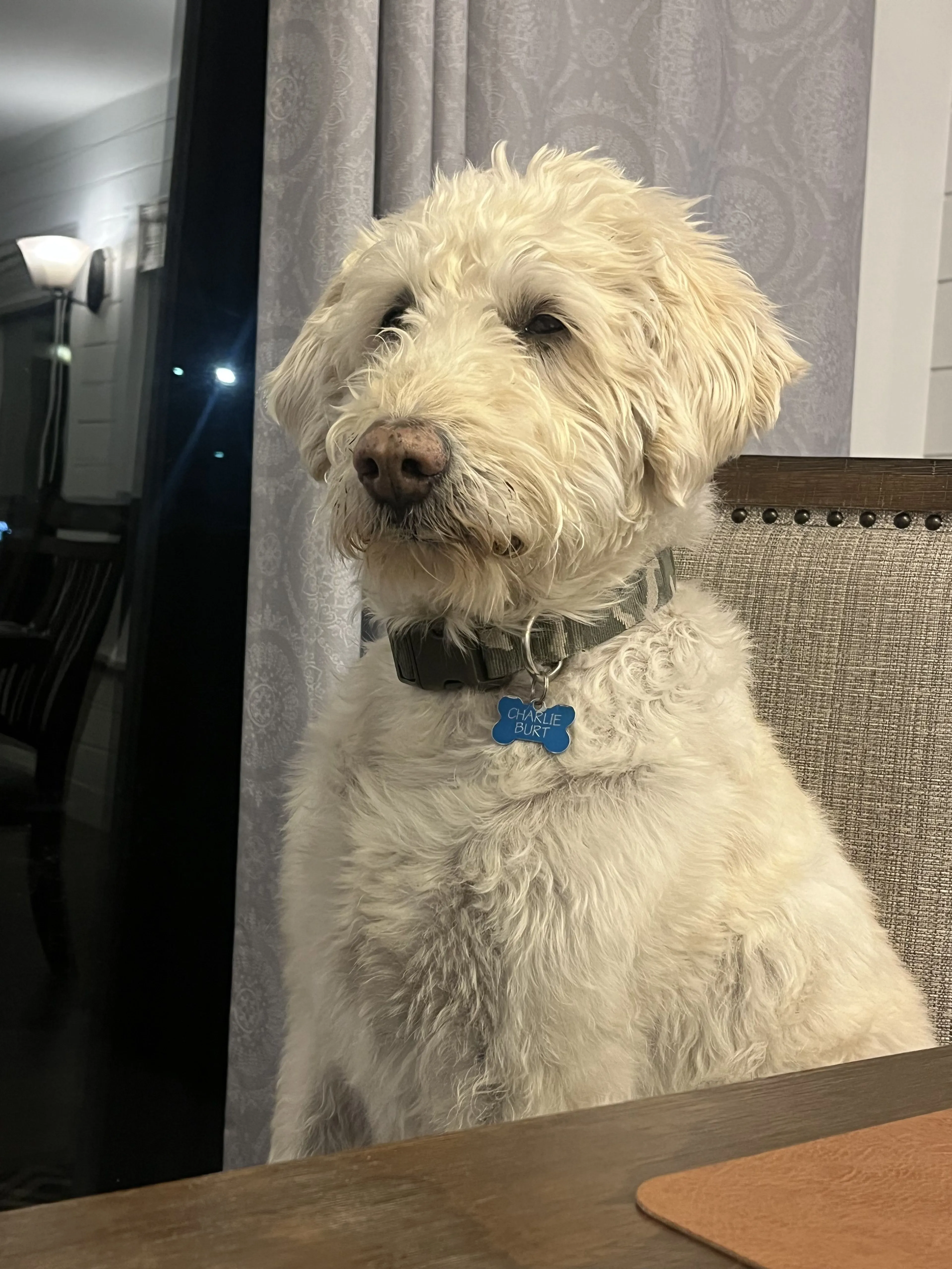 Lost pet-0