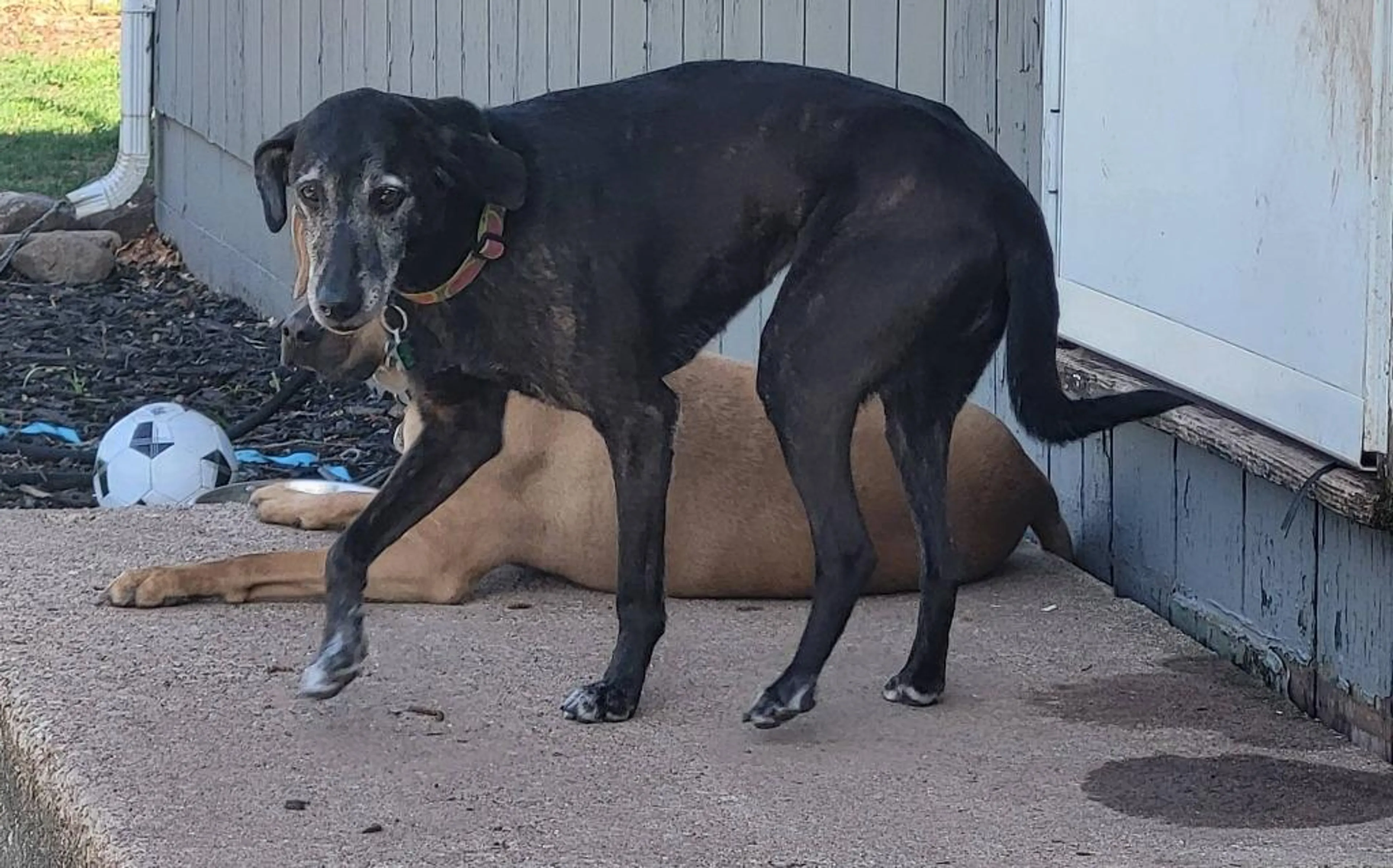 Found pet-3