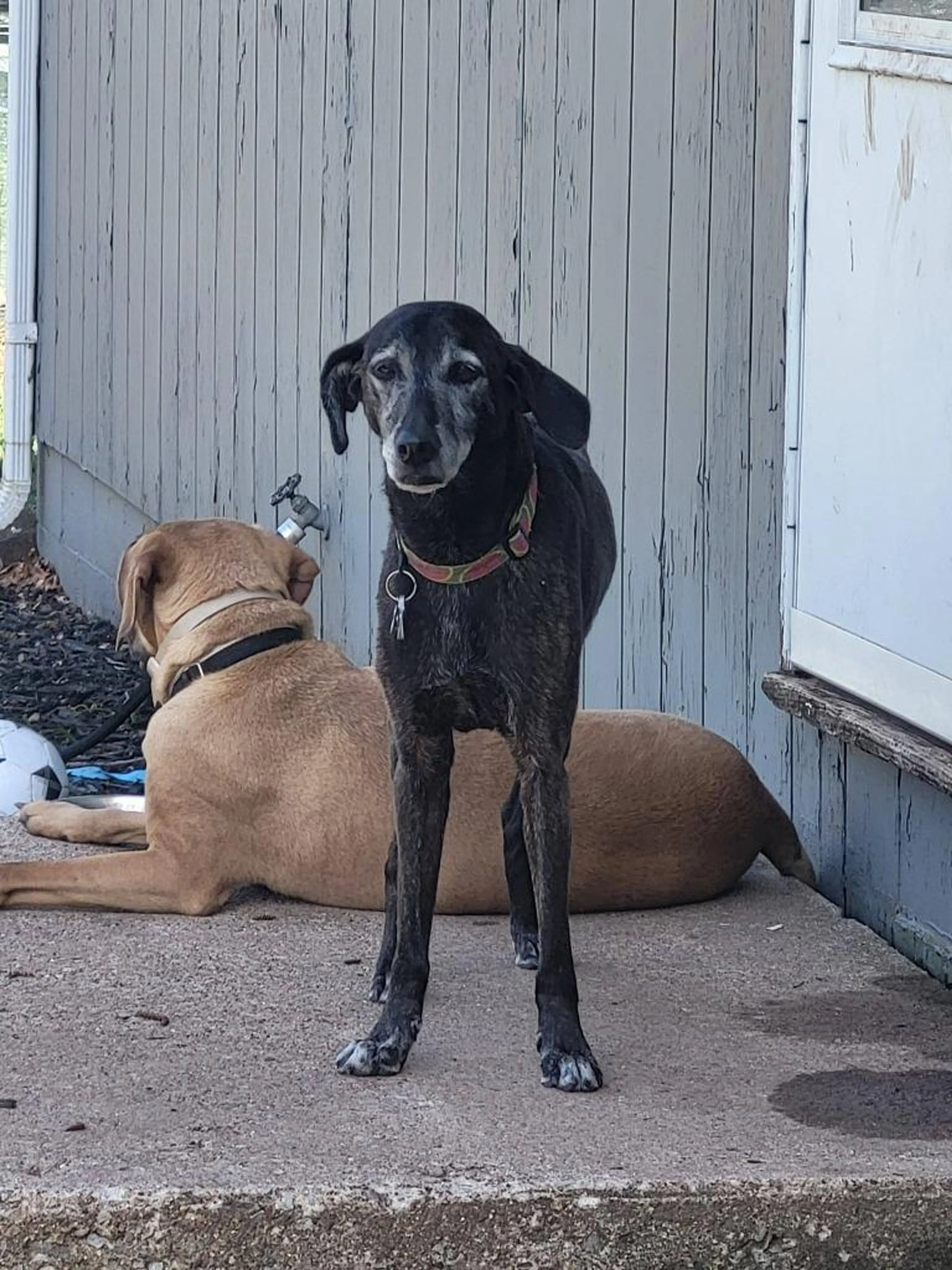 Found pet-1