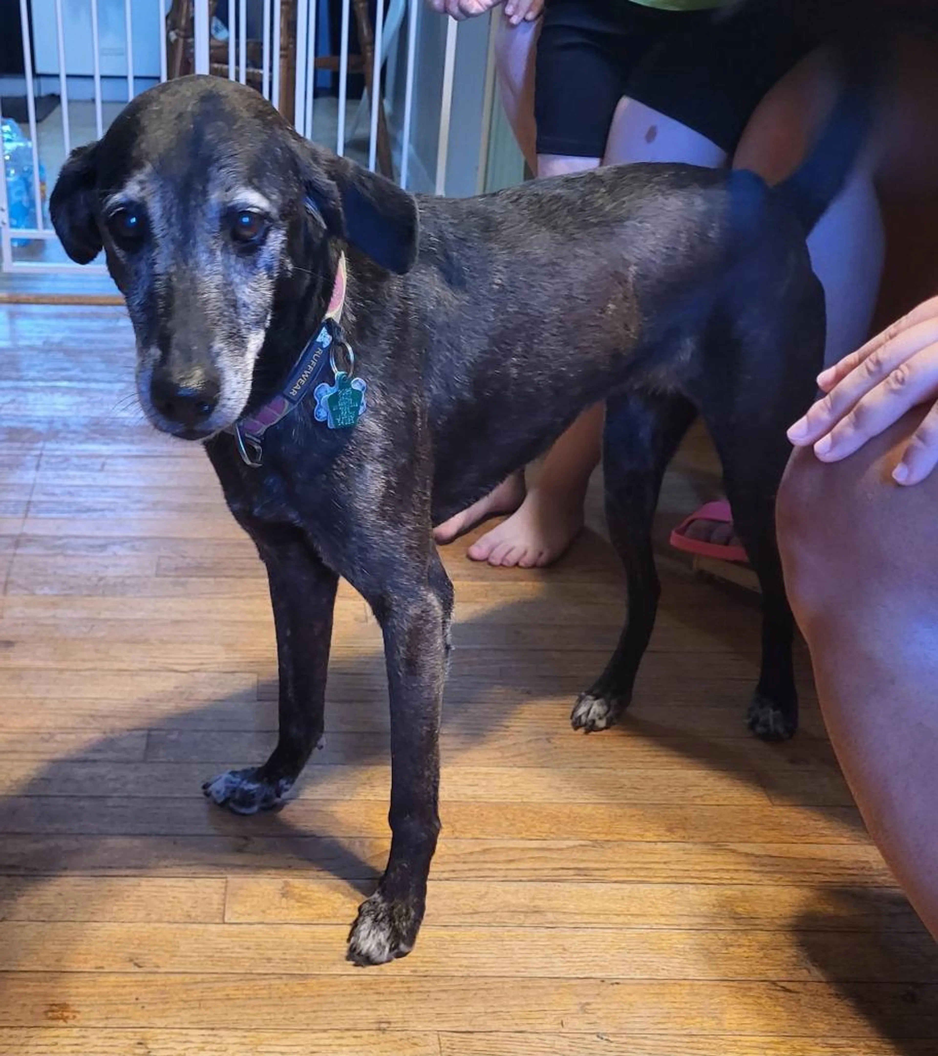 Found pet-4