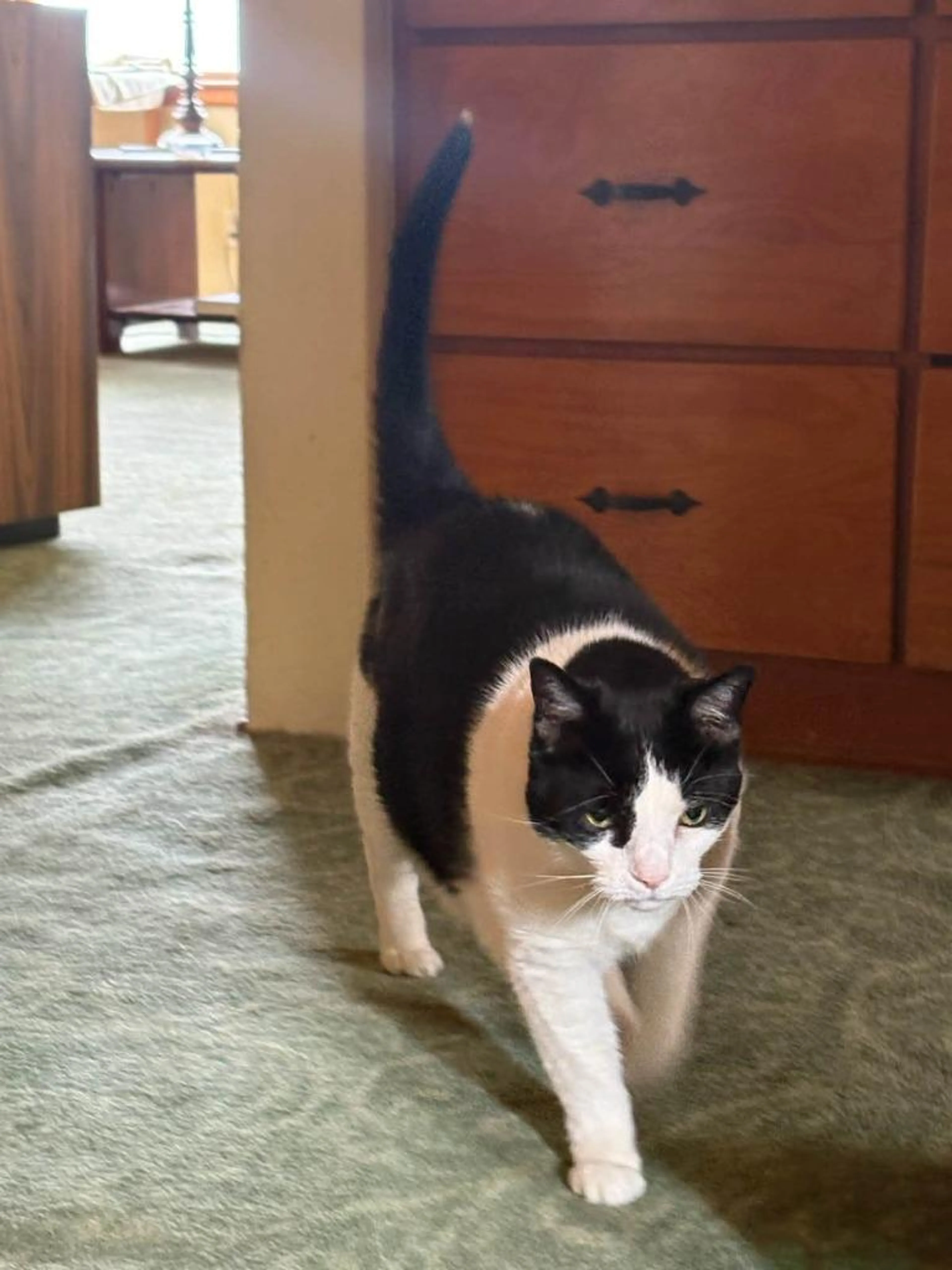 Found pet-2