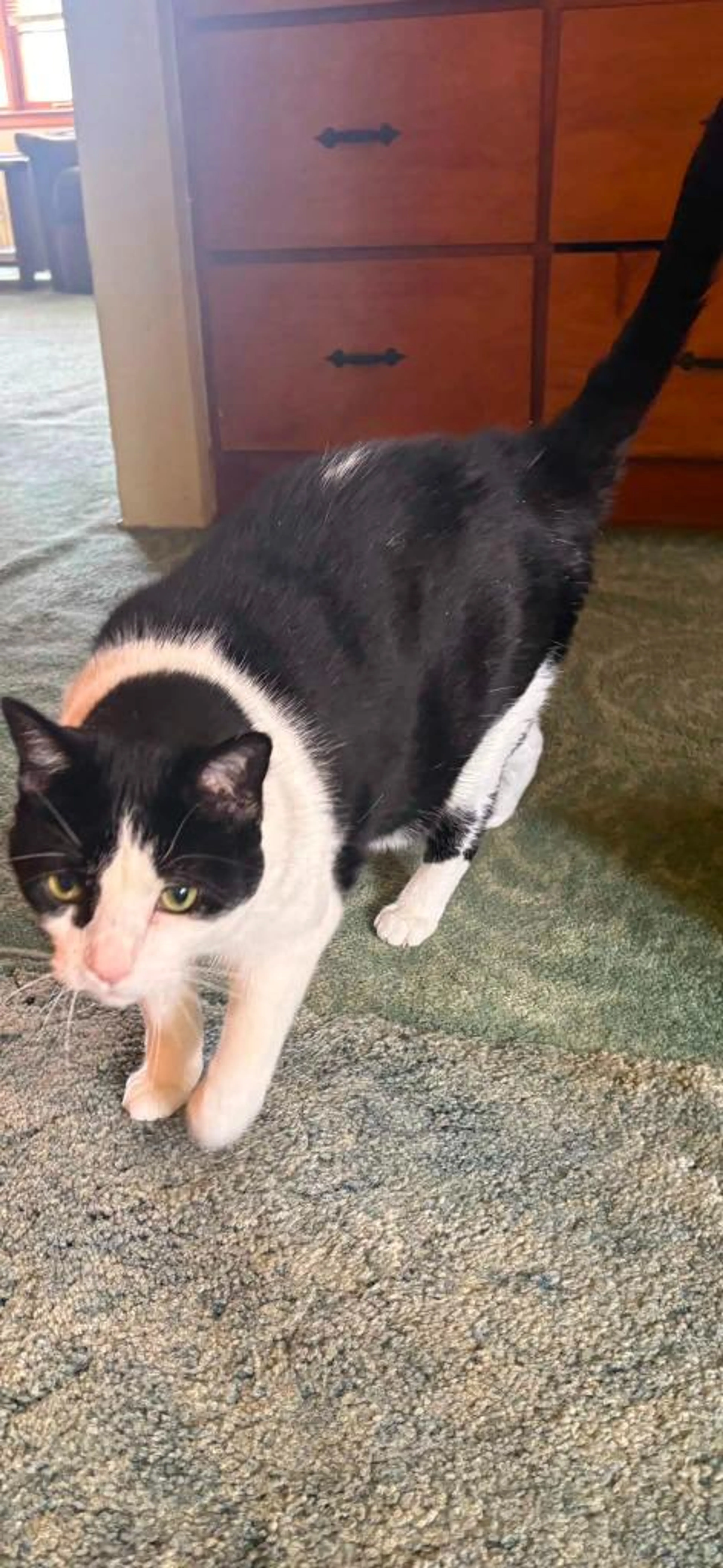 Found pet-3