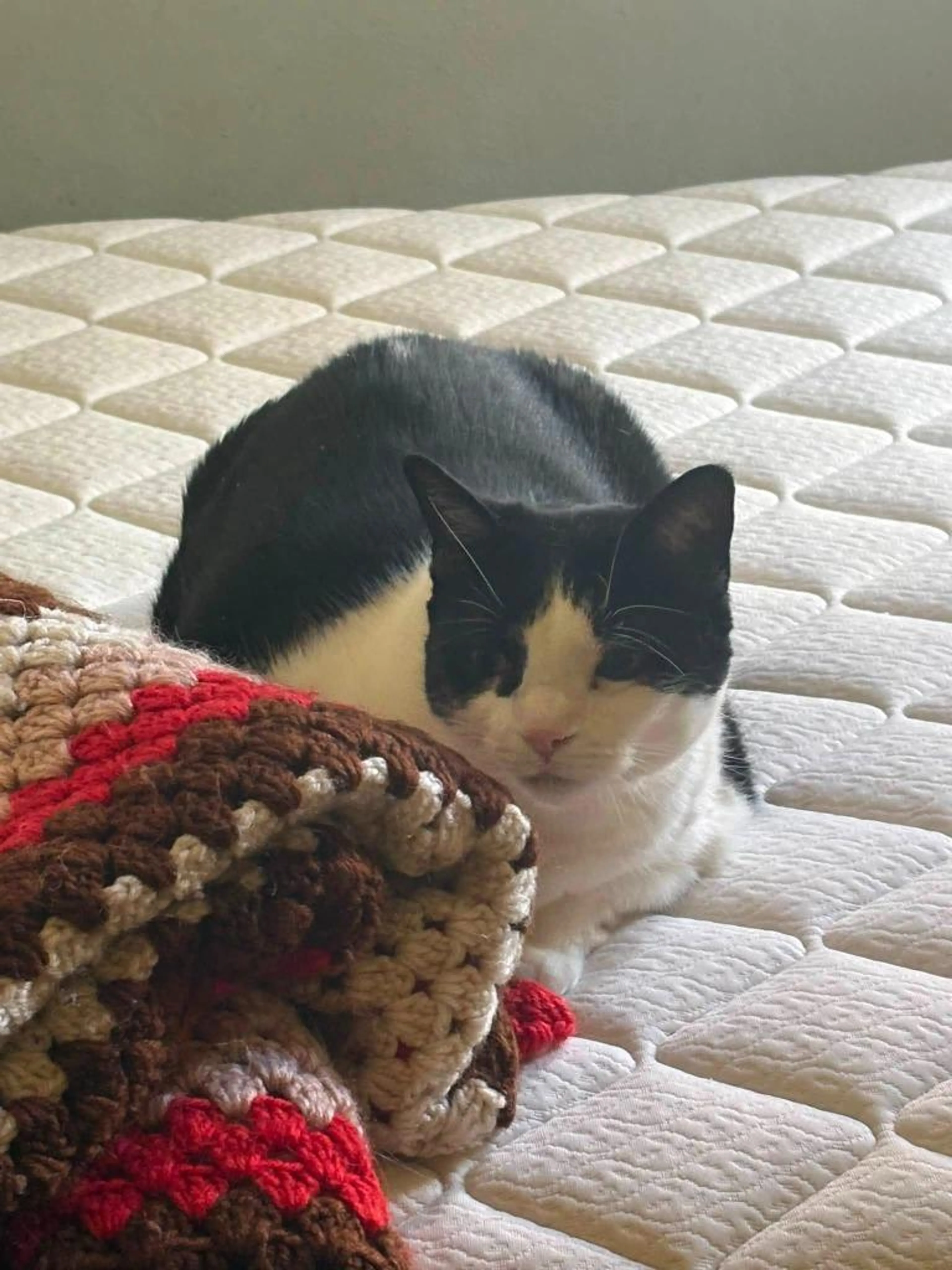 Found pet-1