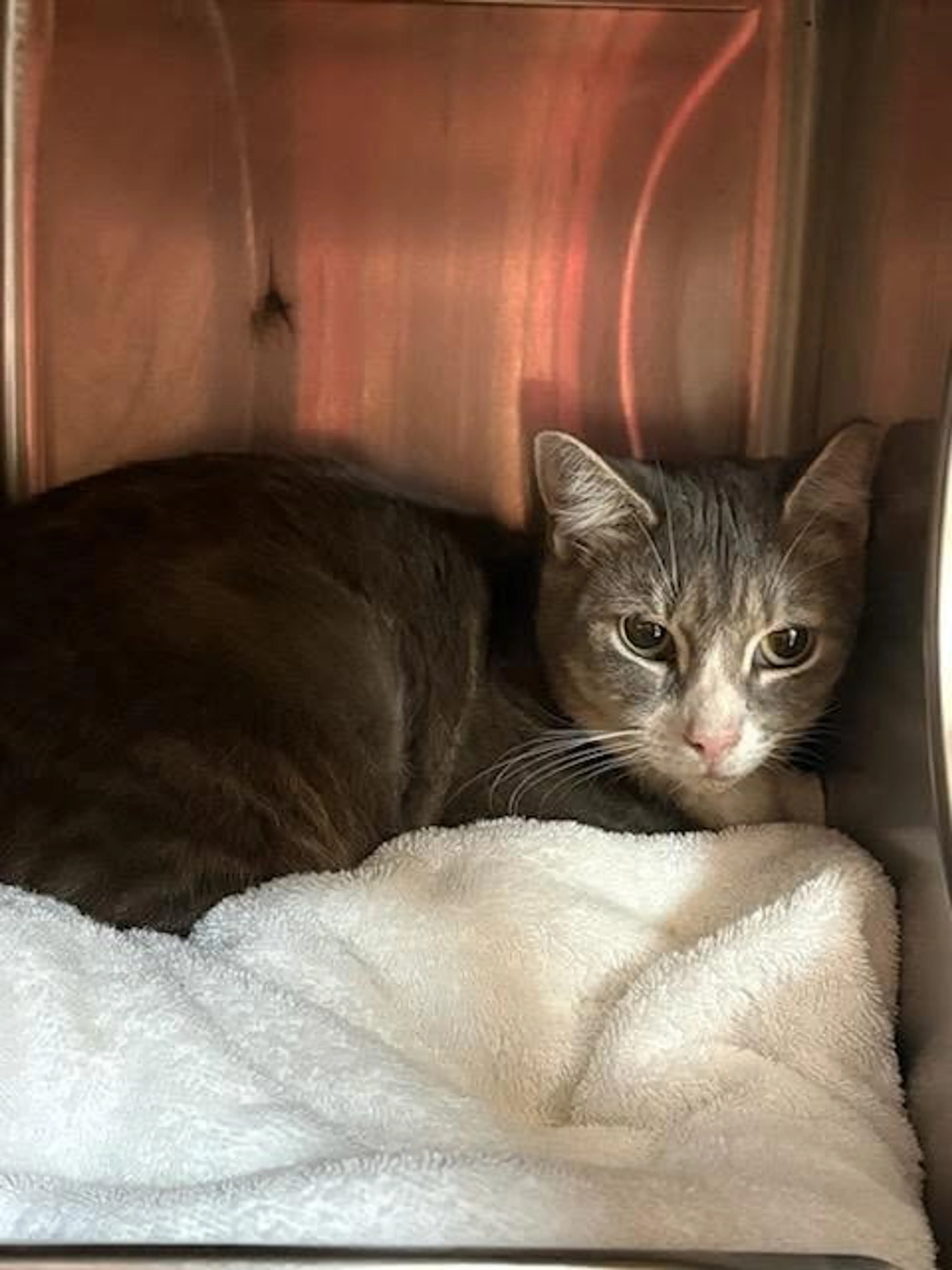 cdn image