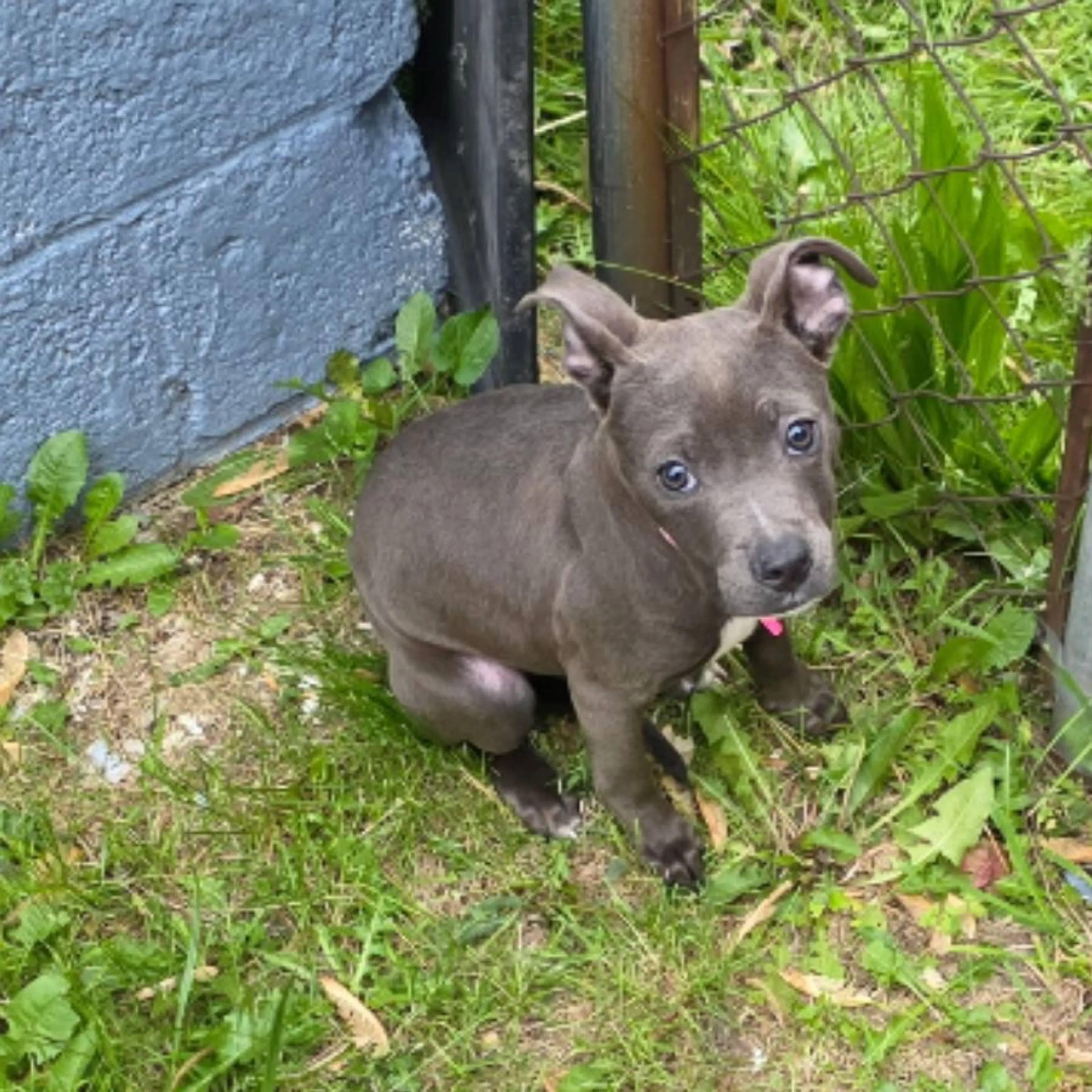 Found pet