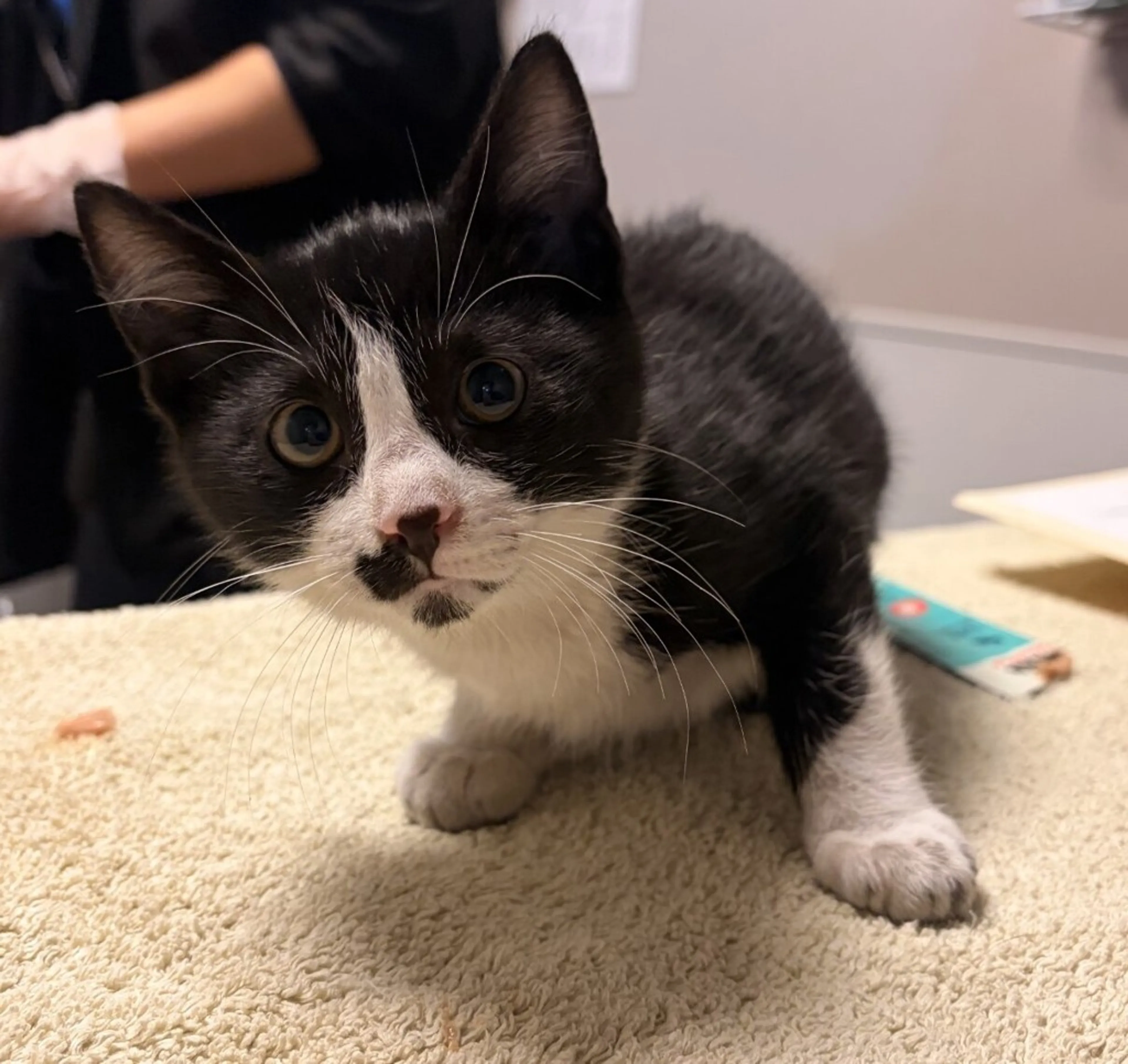 Found pet