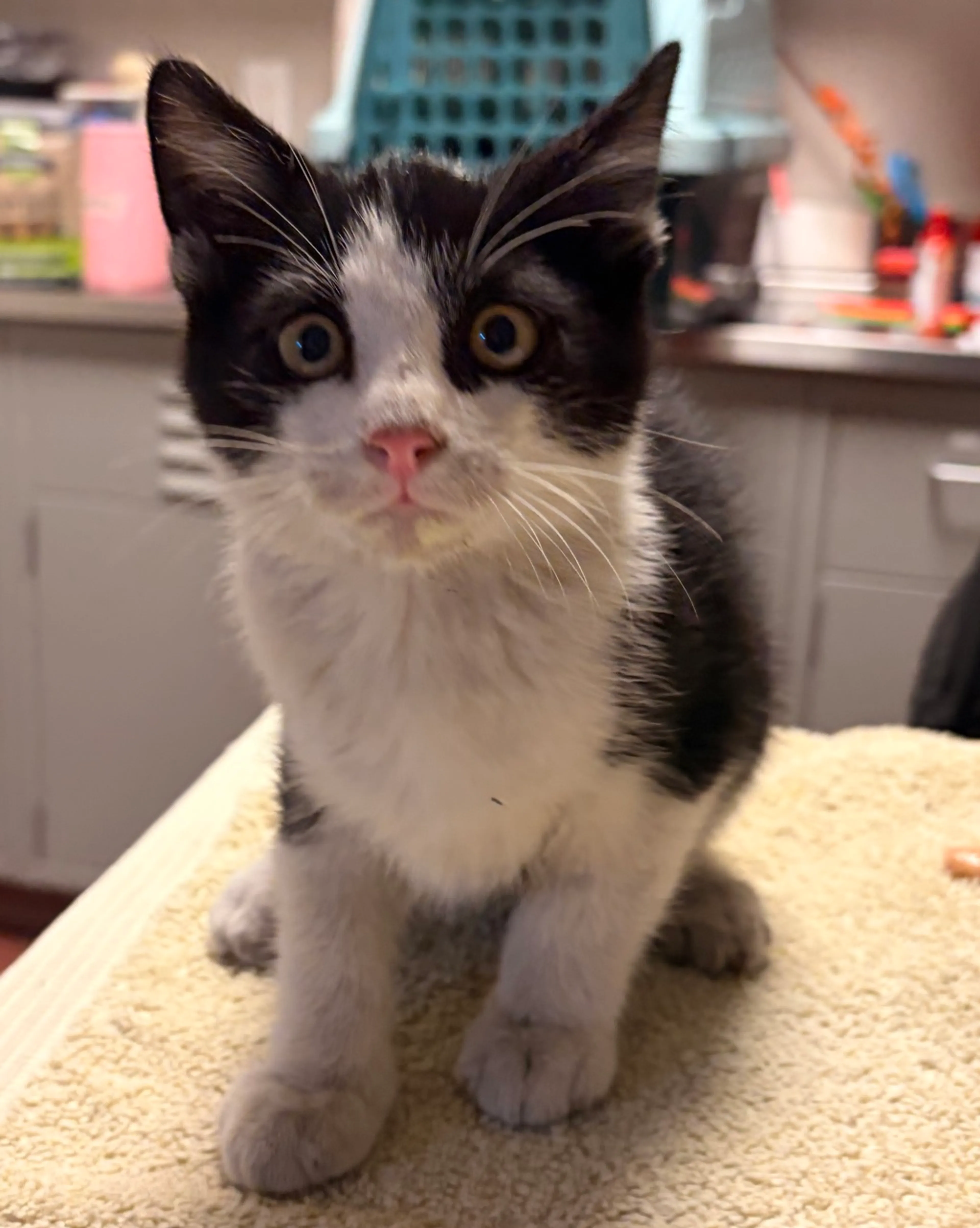 Found pet