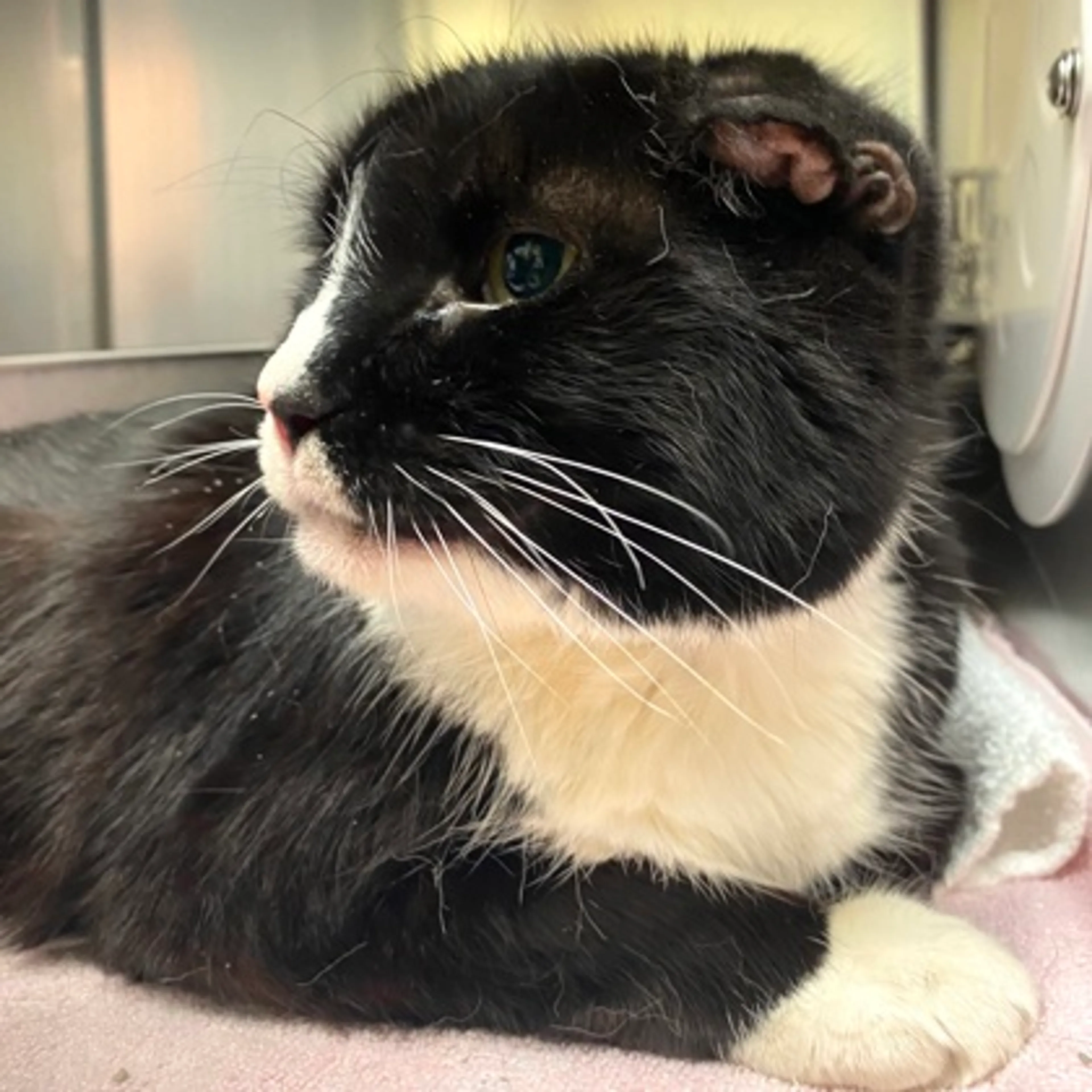 Found pet-1