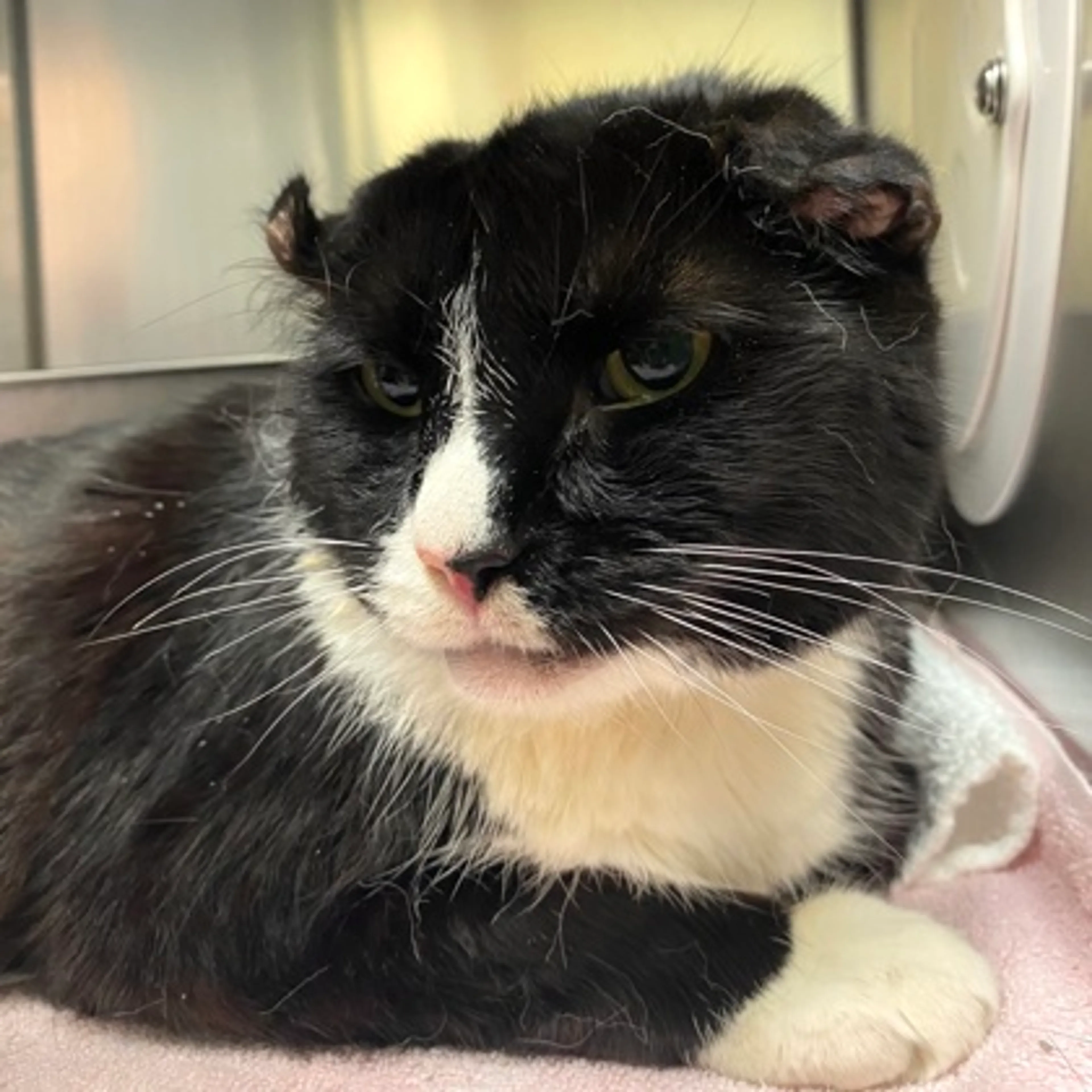 Found pet-2