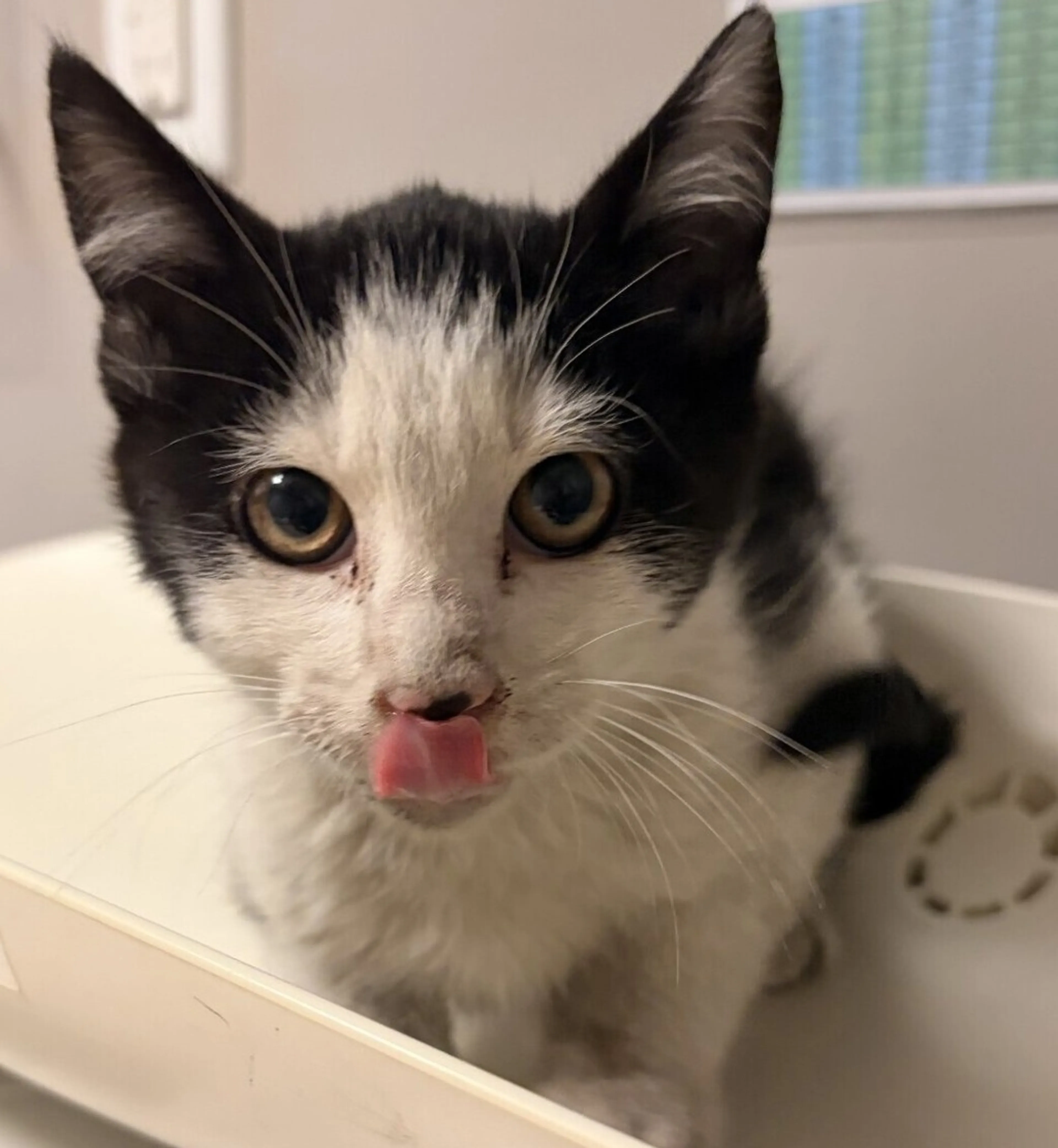 Found pet