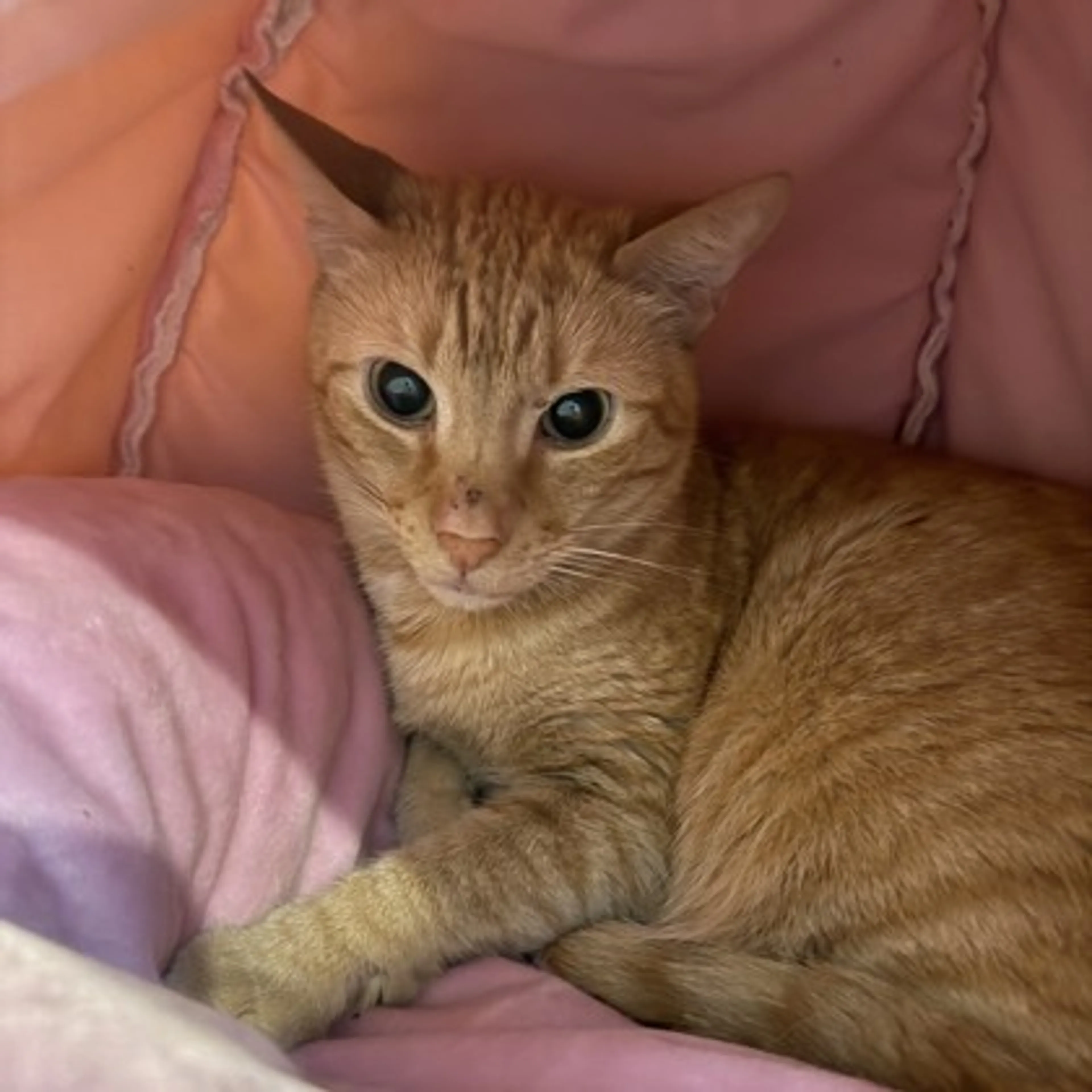 Found pet-1