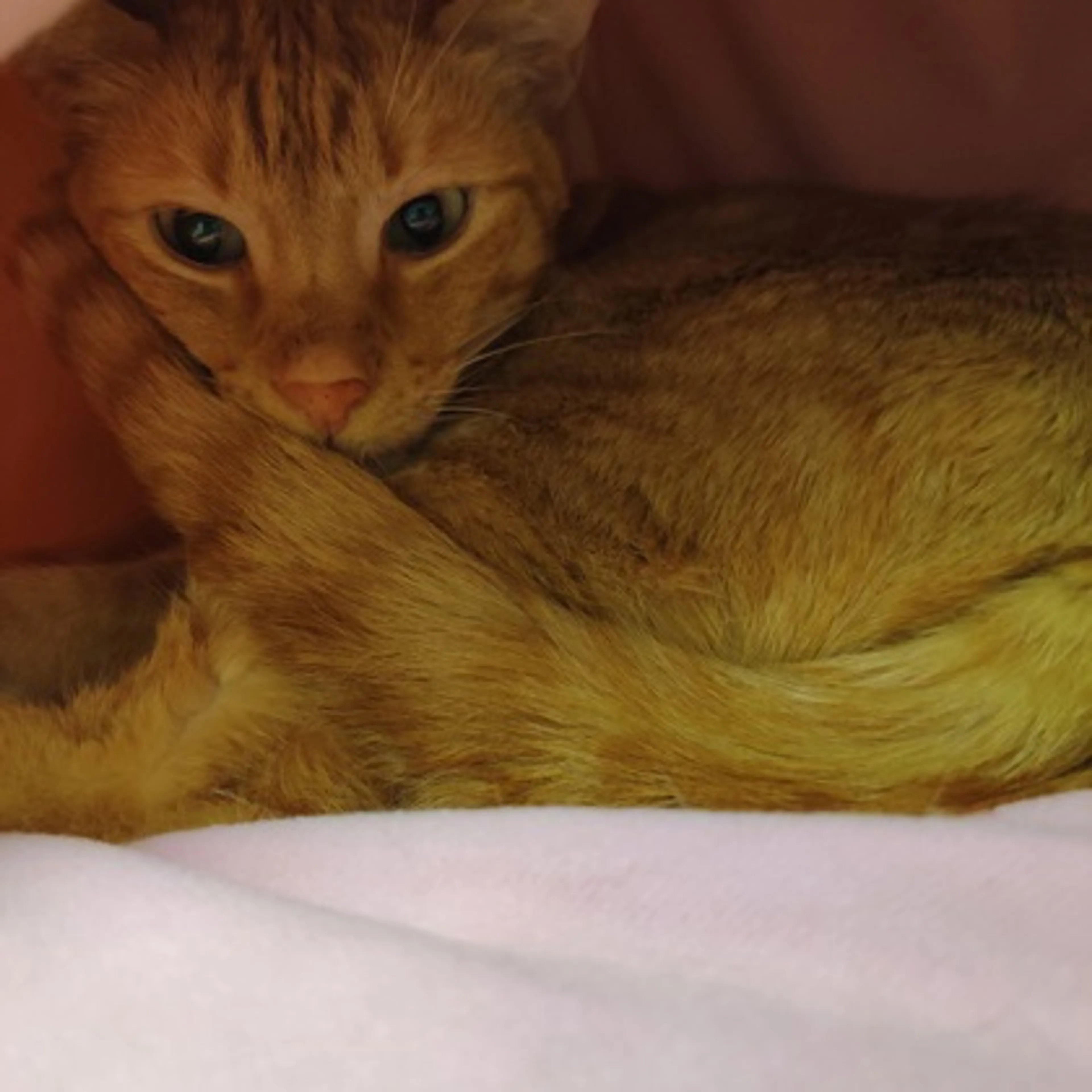 Found pet-2