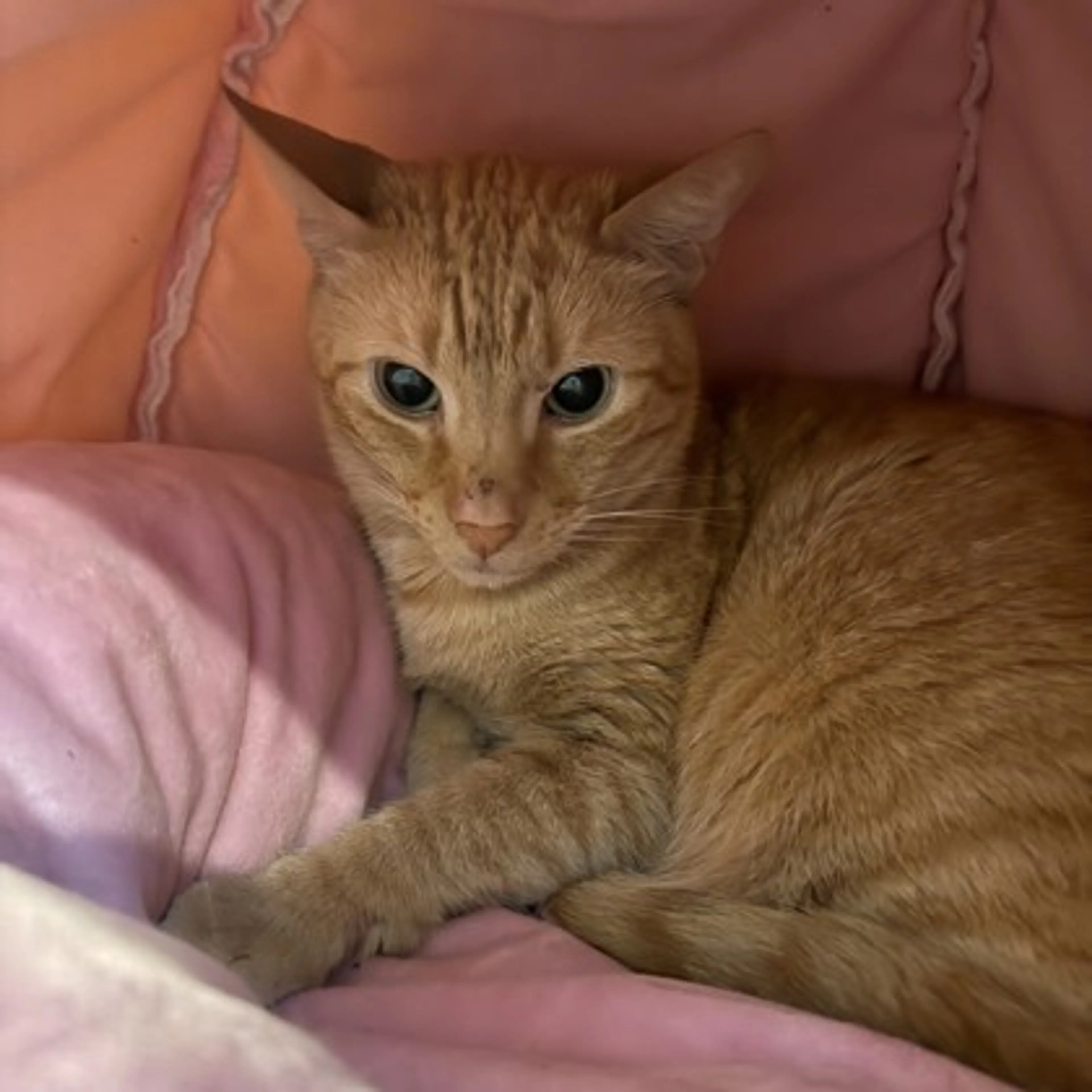 Found pet-0