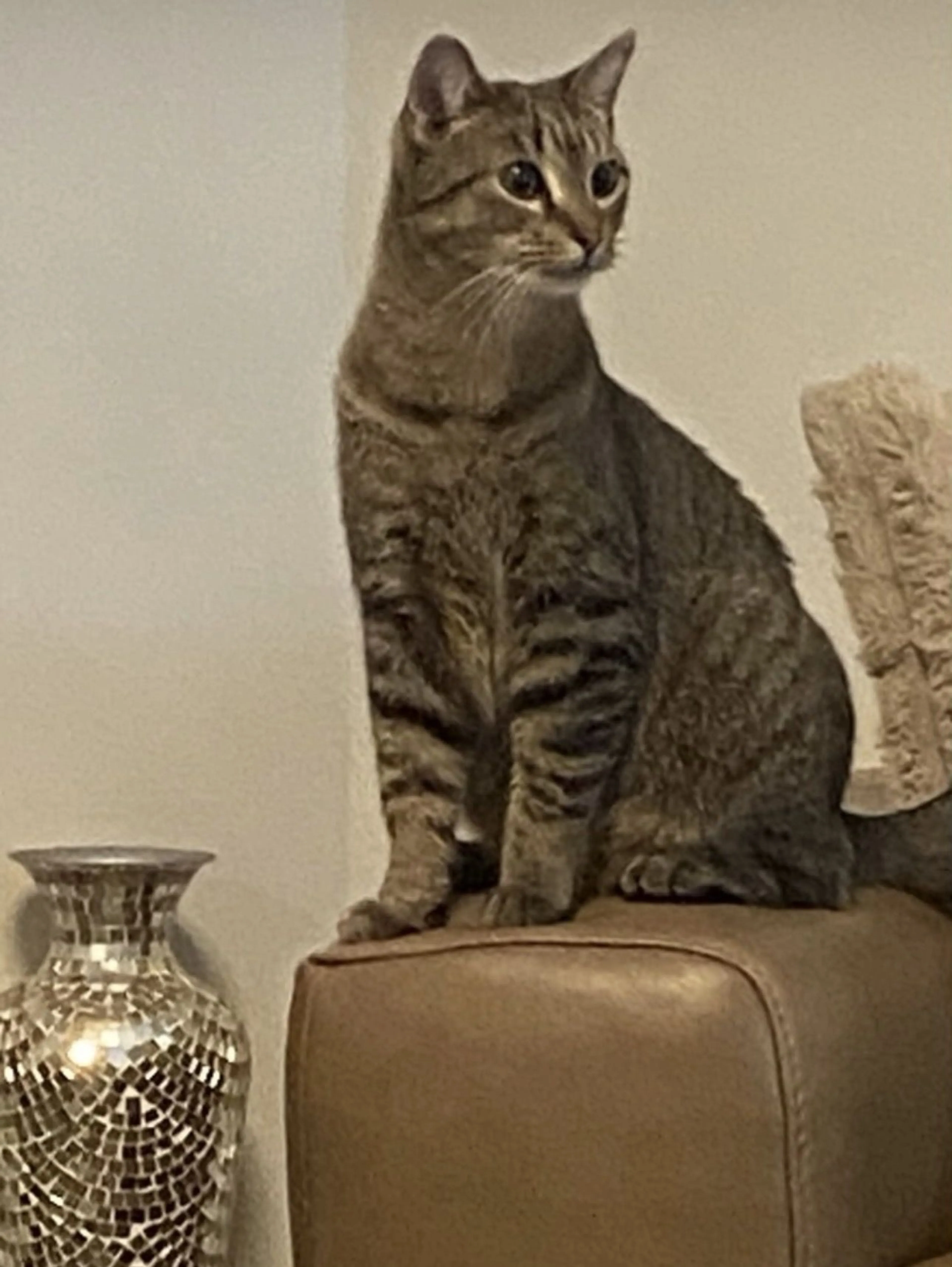 Lost pet-0