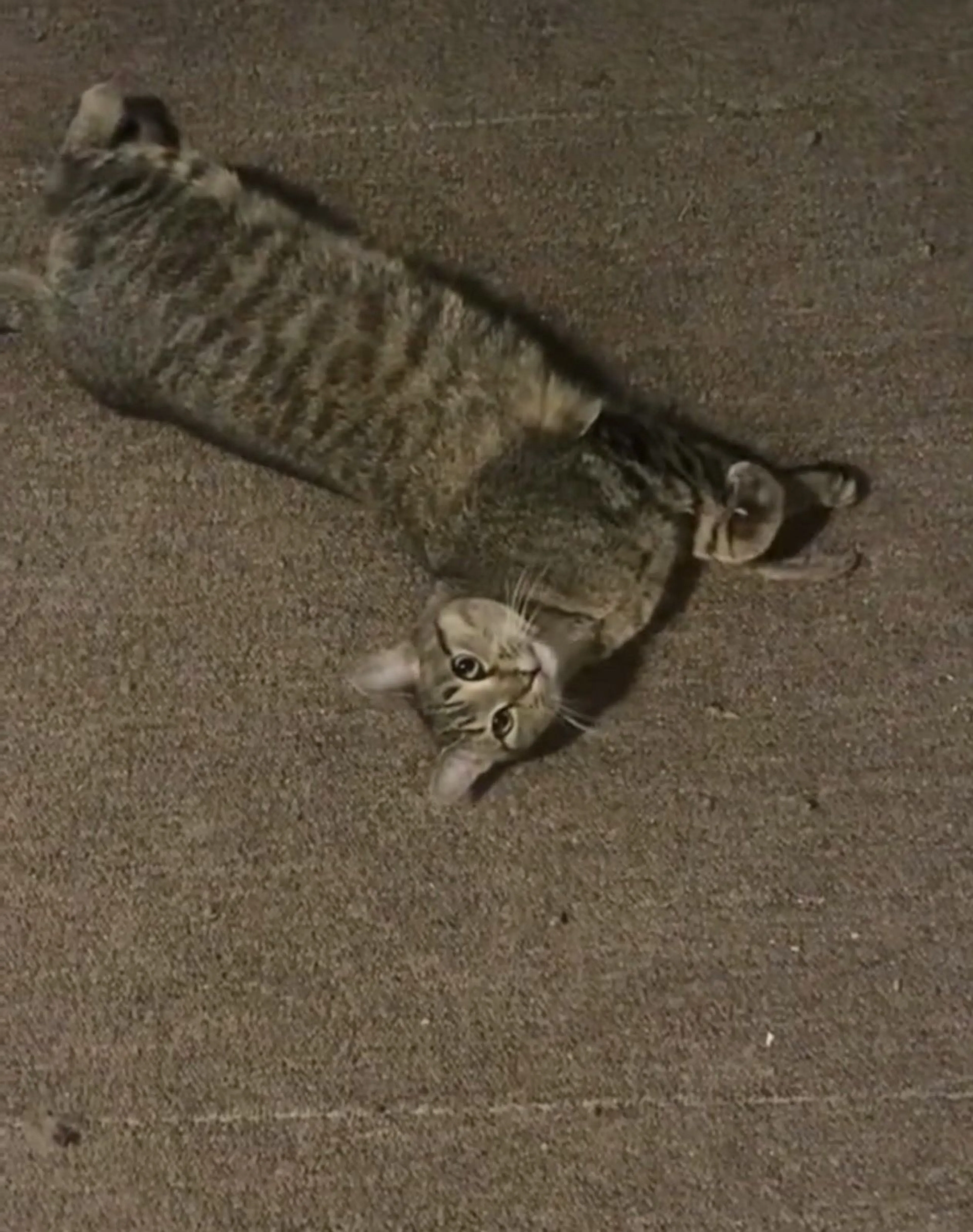 Lost pet-1