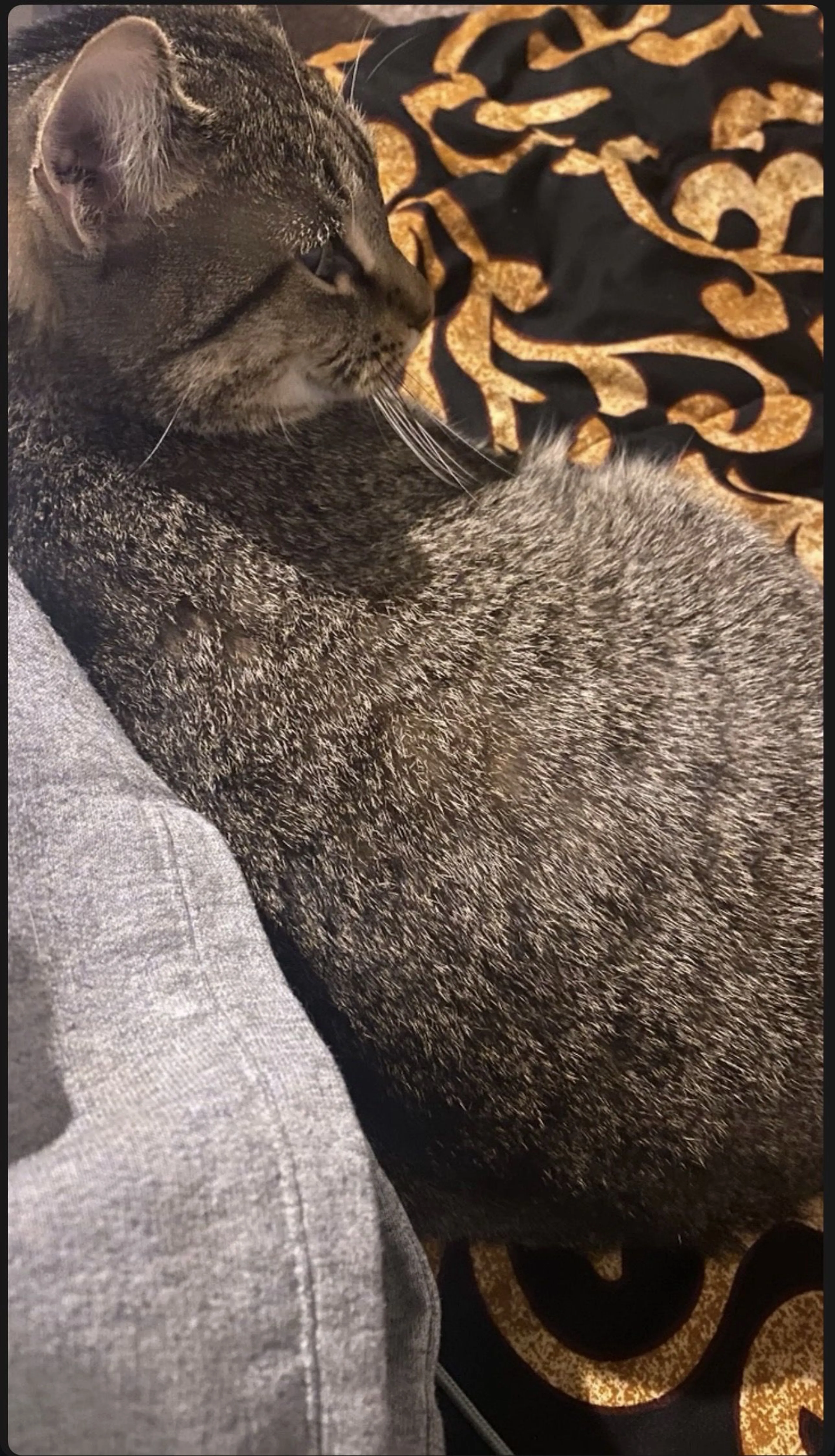 Lost pet-2