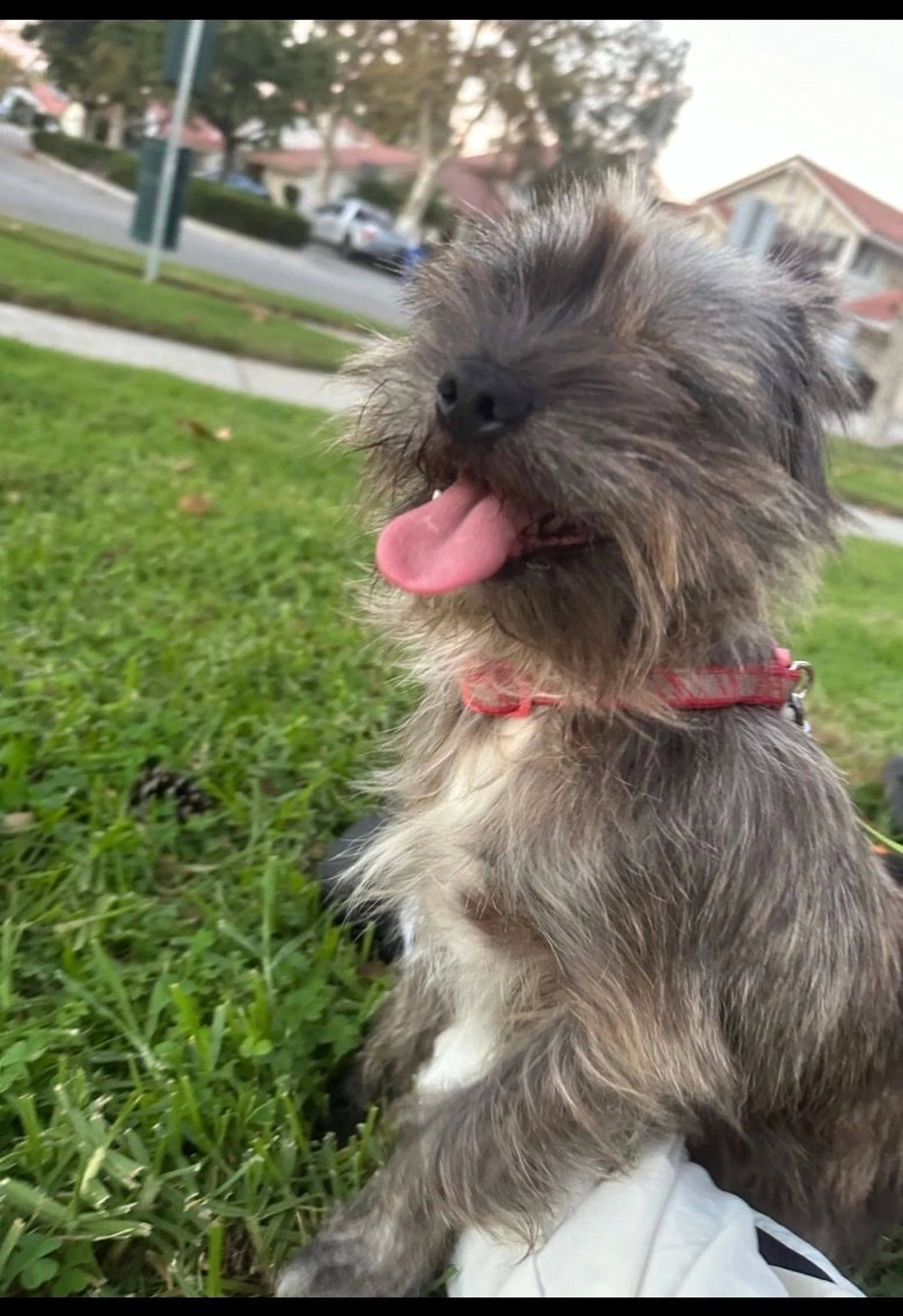 Lost pet-0