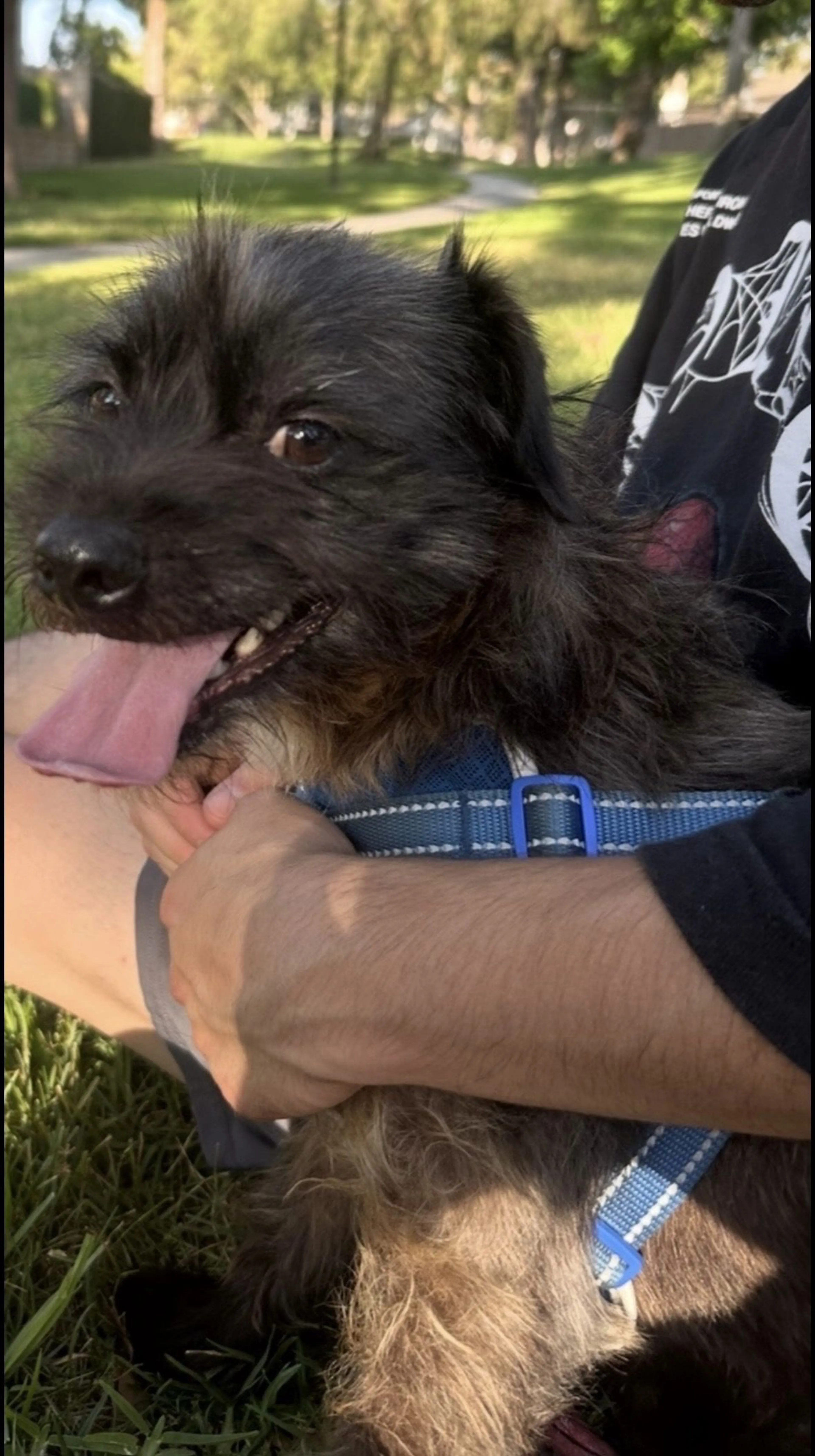 Lost pet-1