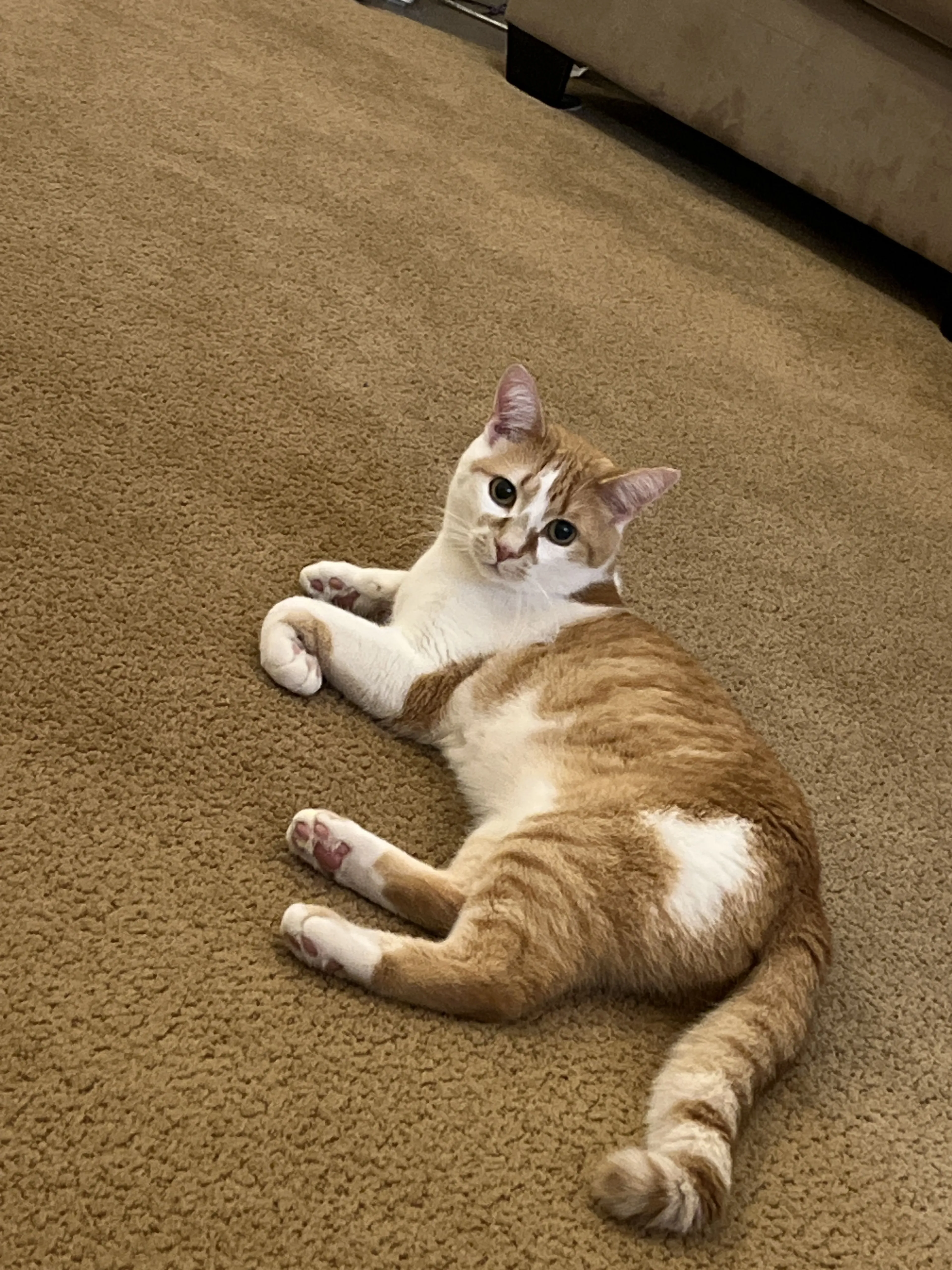 Lost pet-2