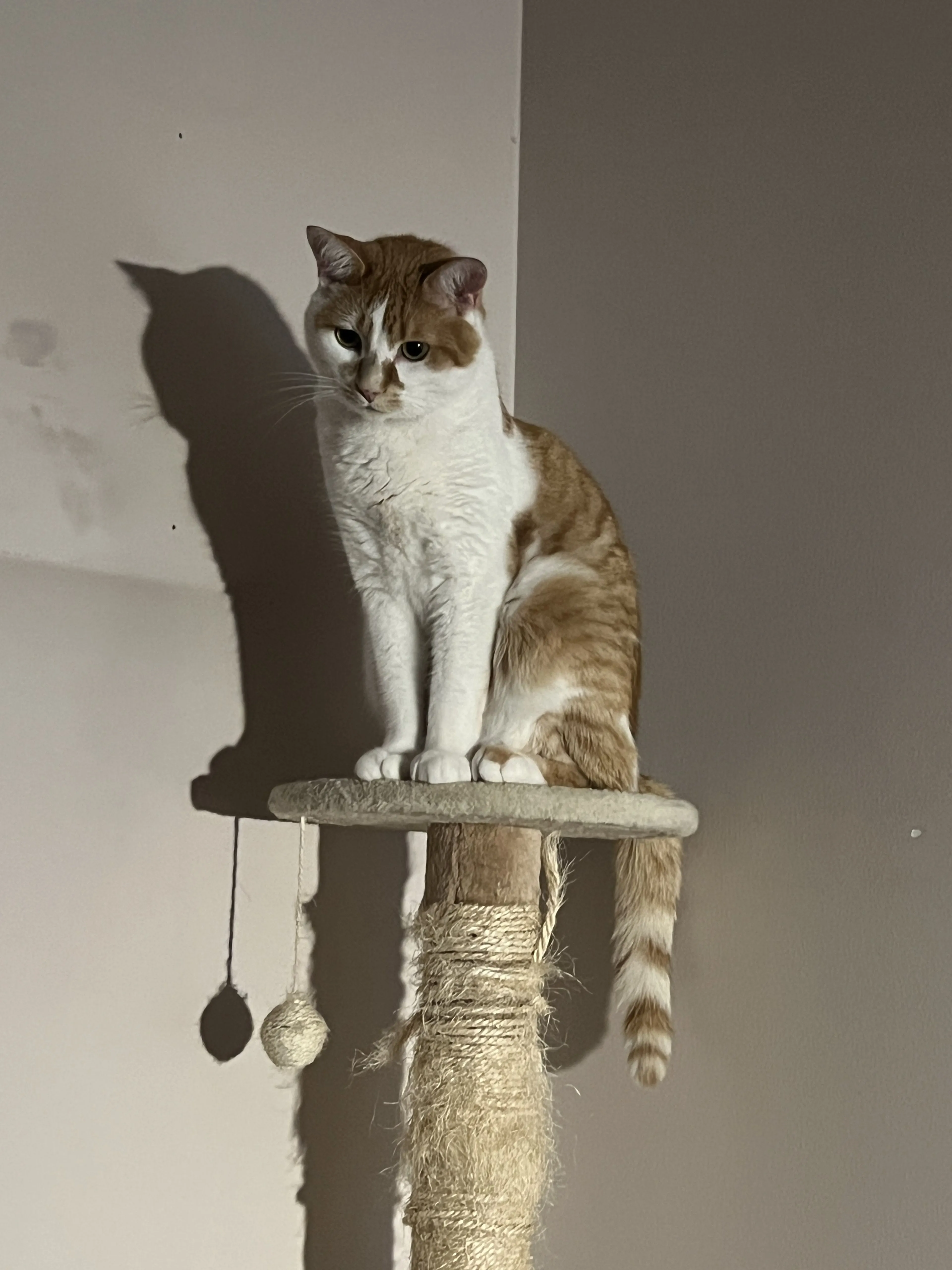 Lost pet-1
