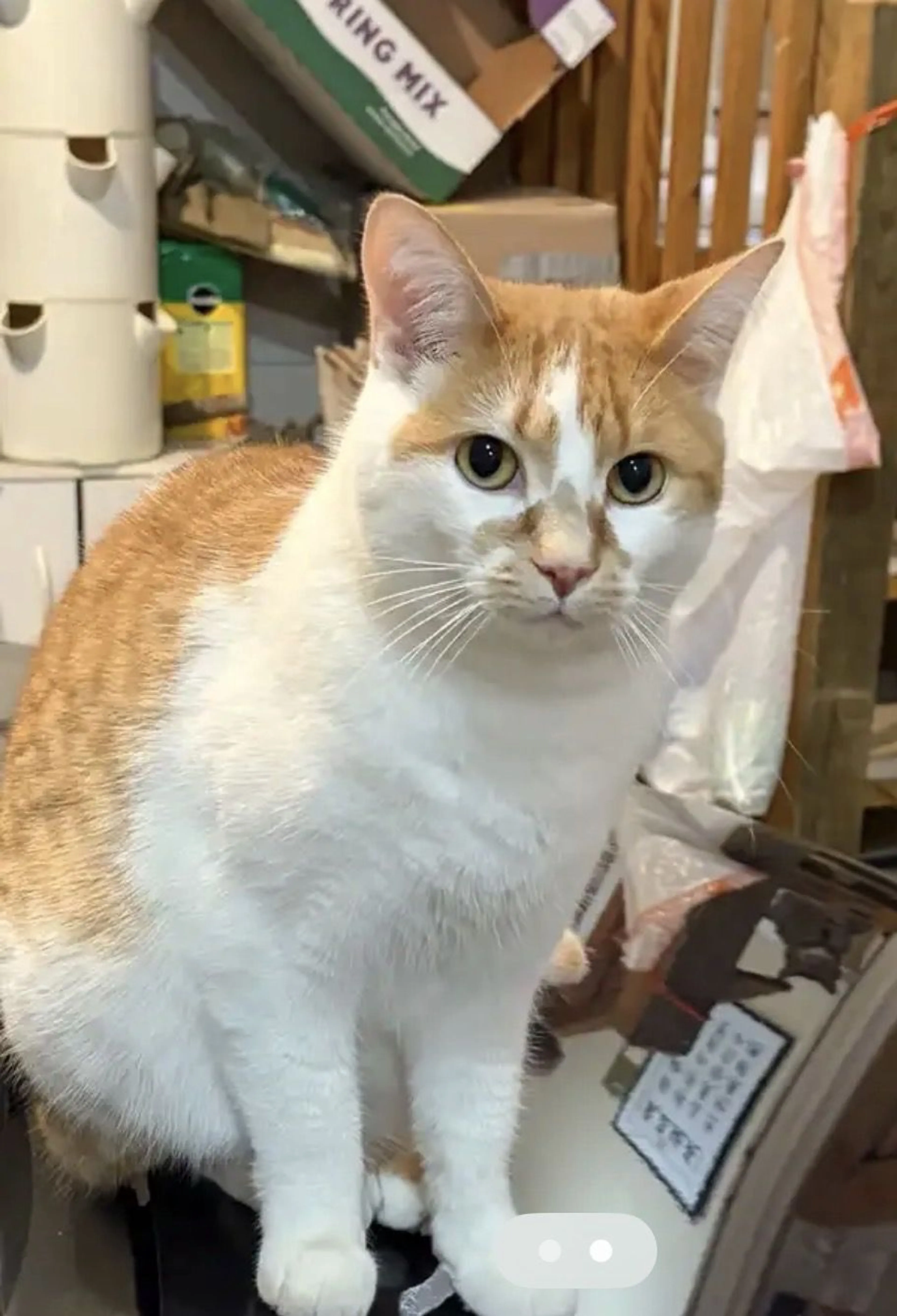 Lost pet-0