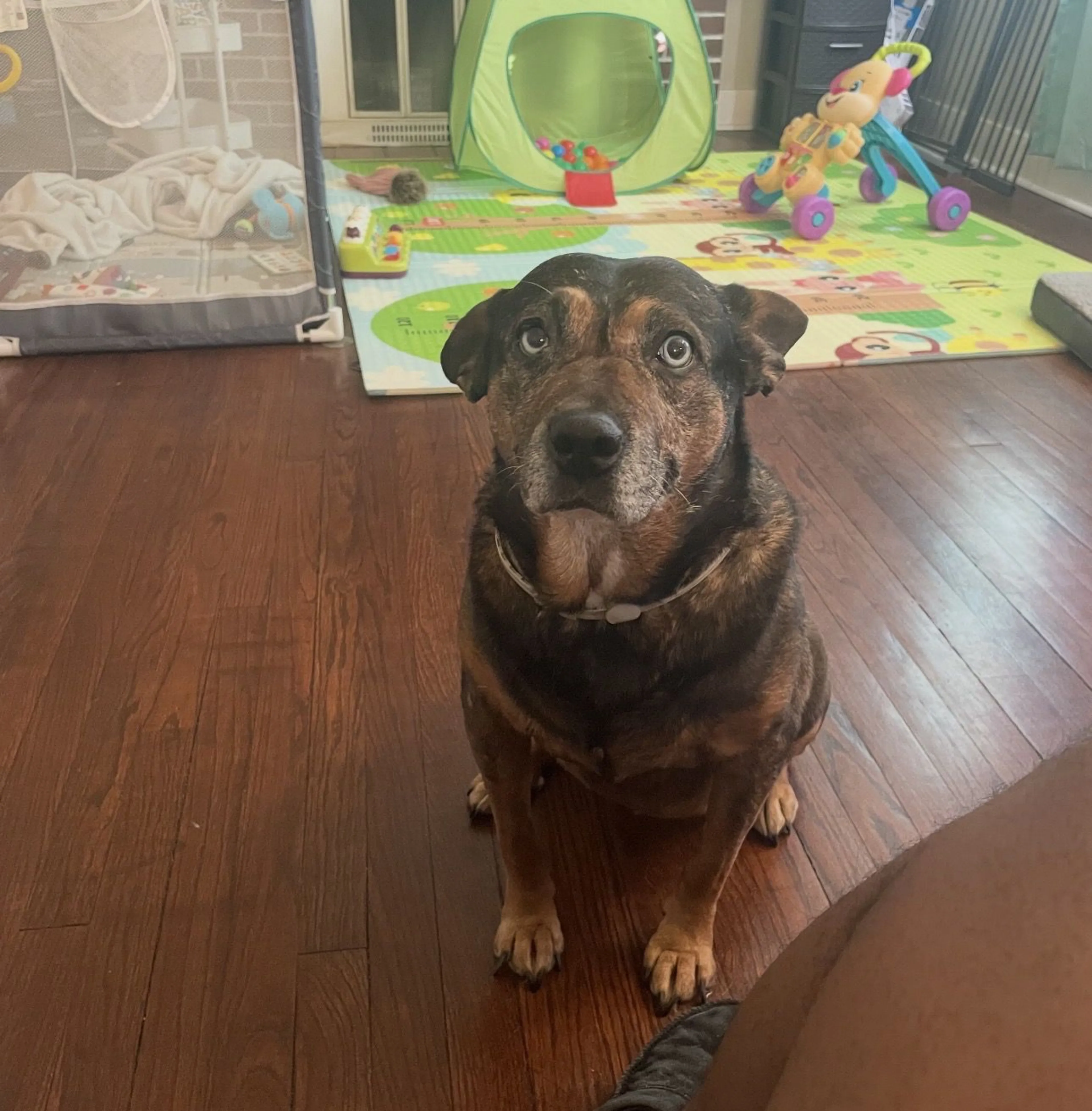 Lost pet