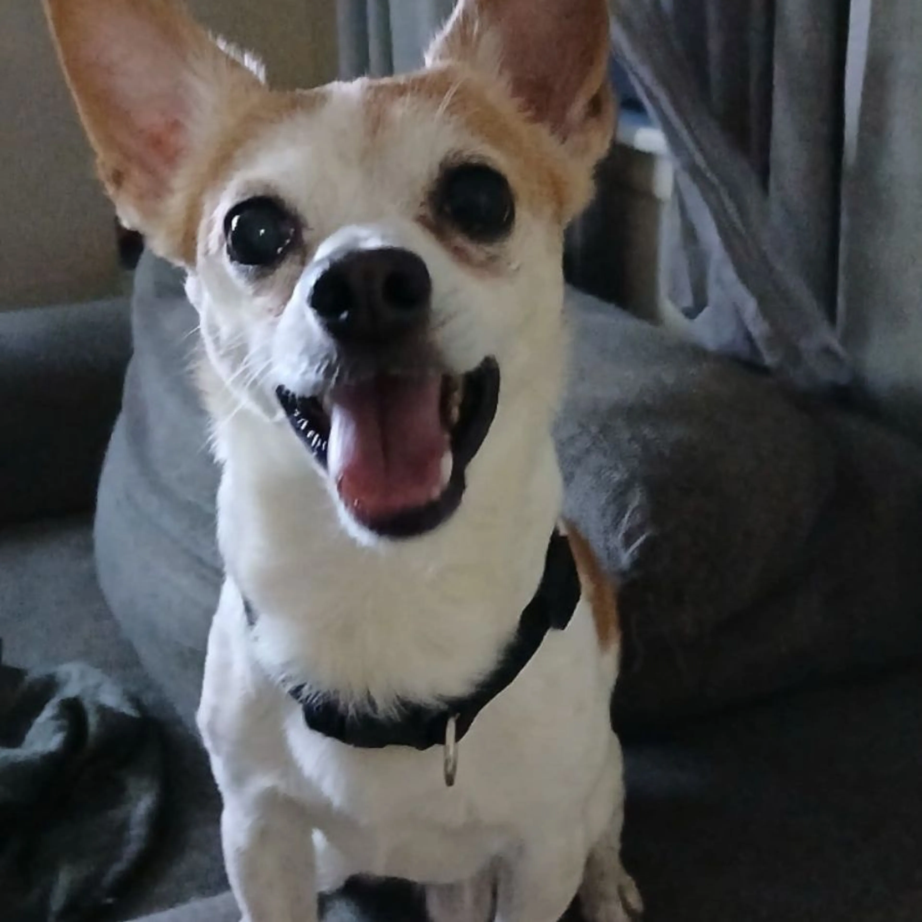 Lost pet